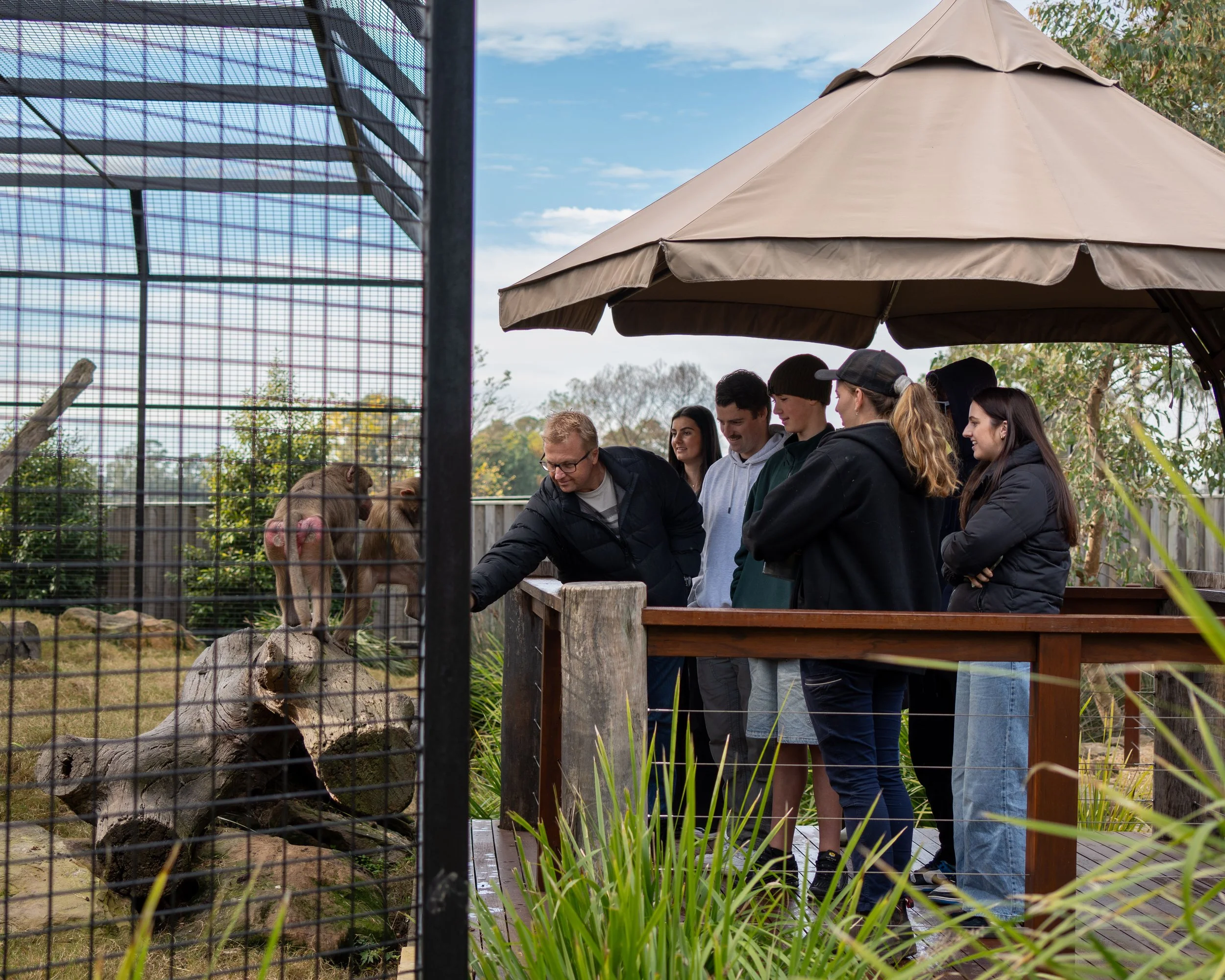 Baboon troop interacting in naturalistic habitat at ZAMBI Wildlife Retreat