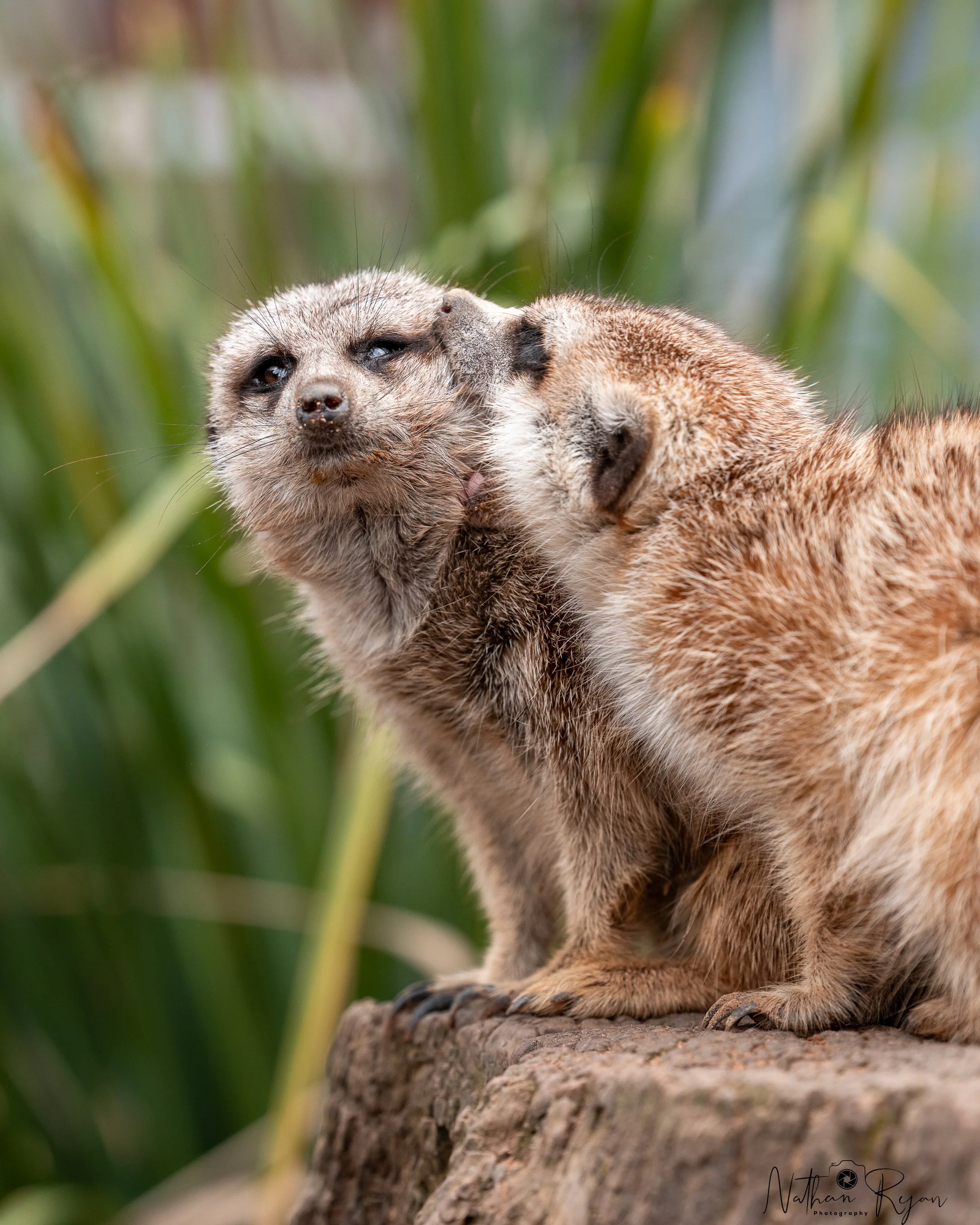 Two meerkats sharing a kiss on a rock with green foliage at zambi wildlife retreat