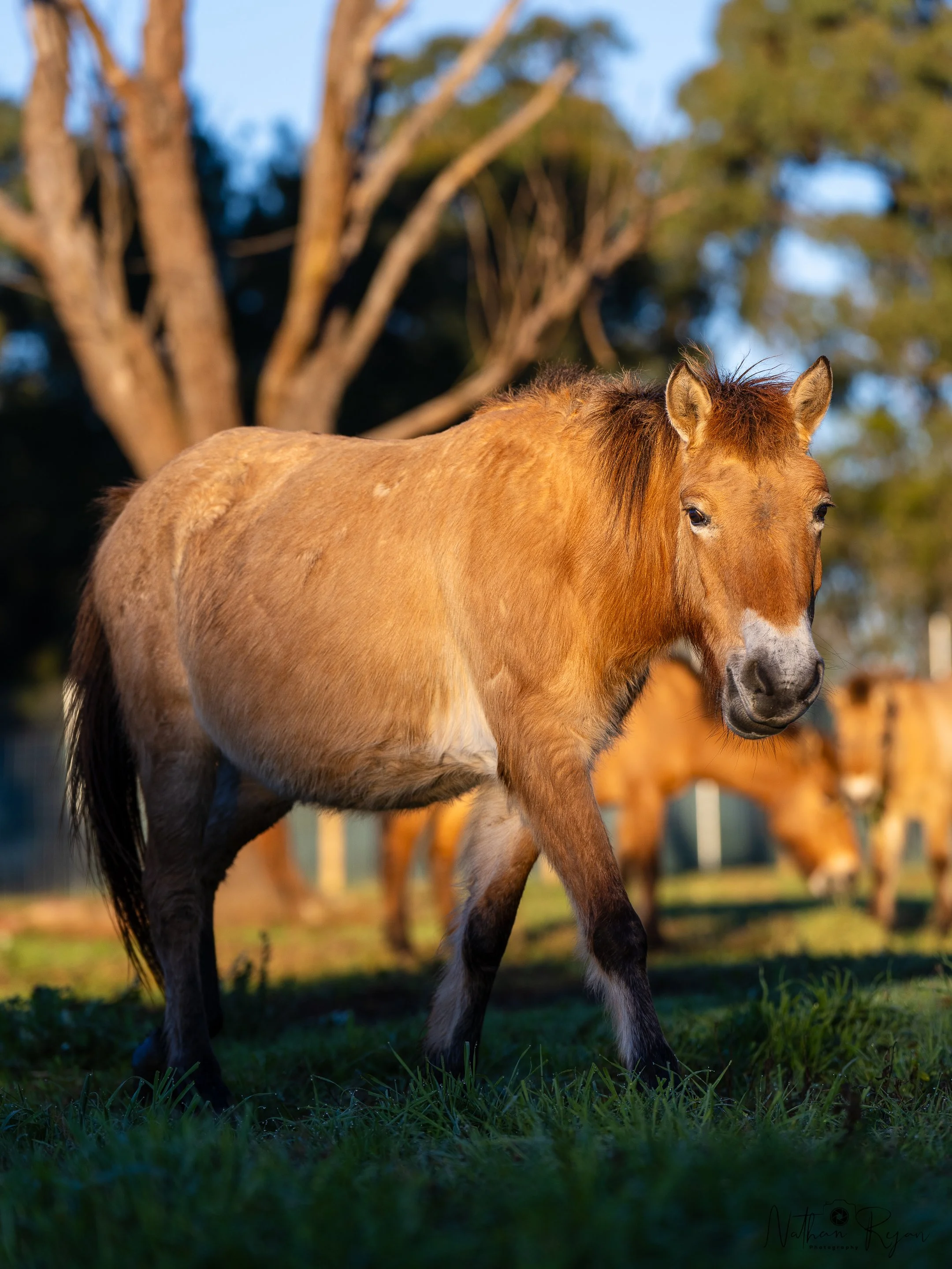 Przewalski’s horse gelding in conservation program
