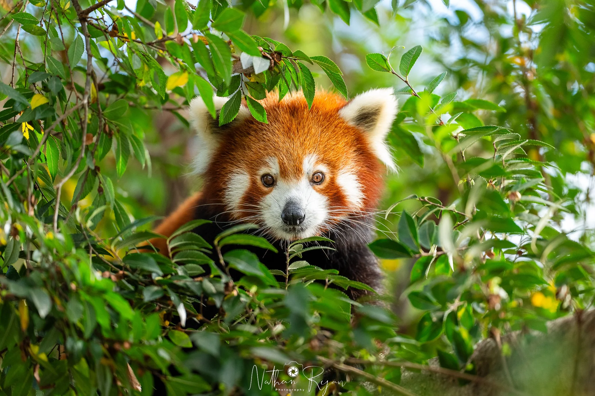 Red panda Phinju in tree canopy