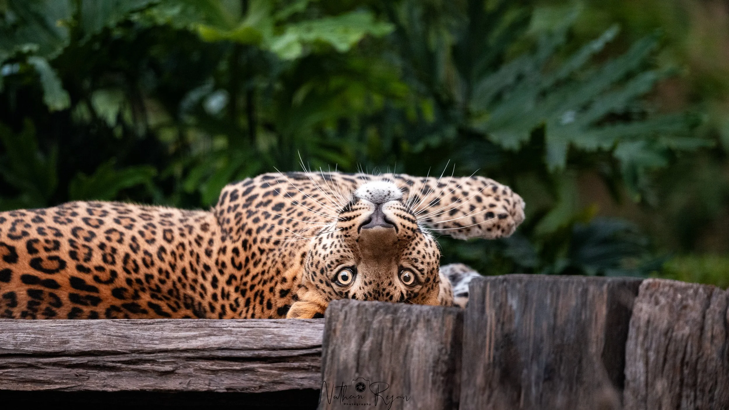 Sri Lankan Leopard Phoenix at ZAMBI Wildlife Retreat Sydney