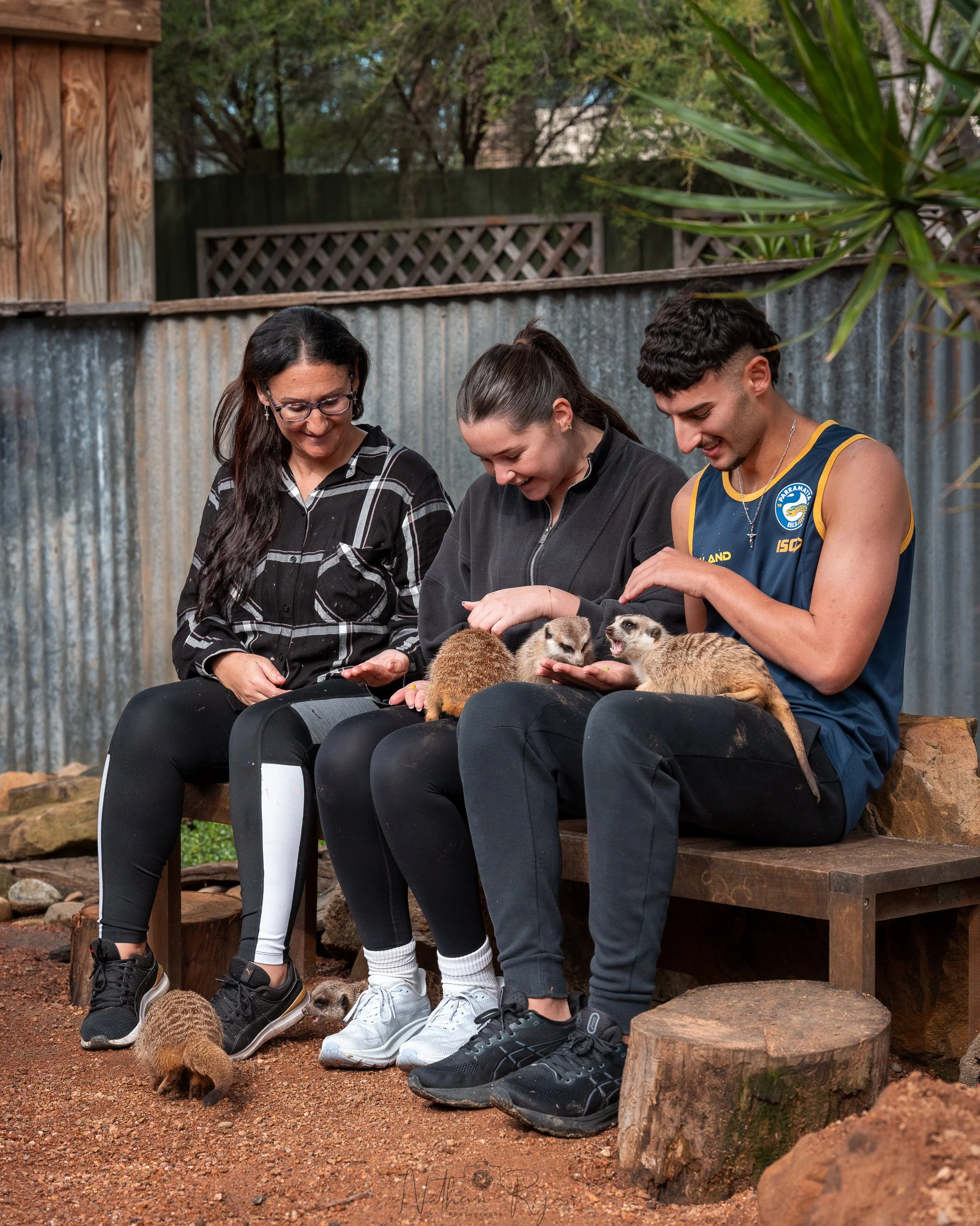 Guests enjoying a meerkat encounter