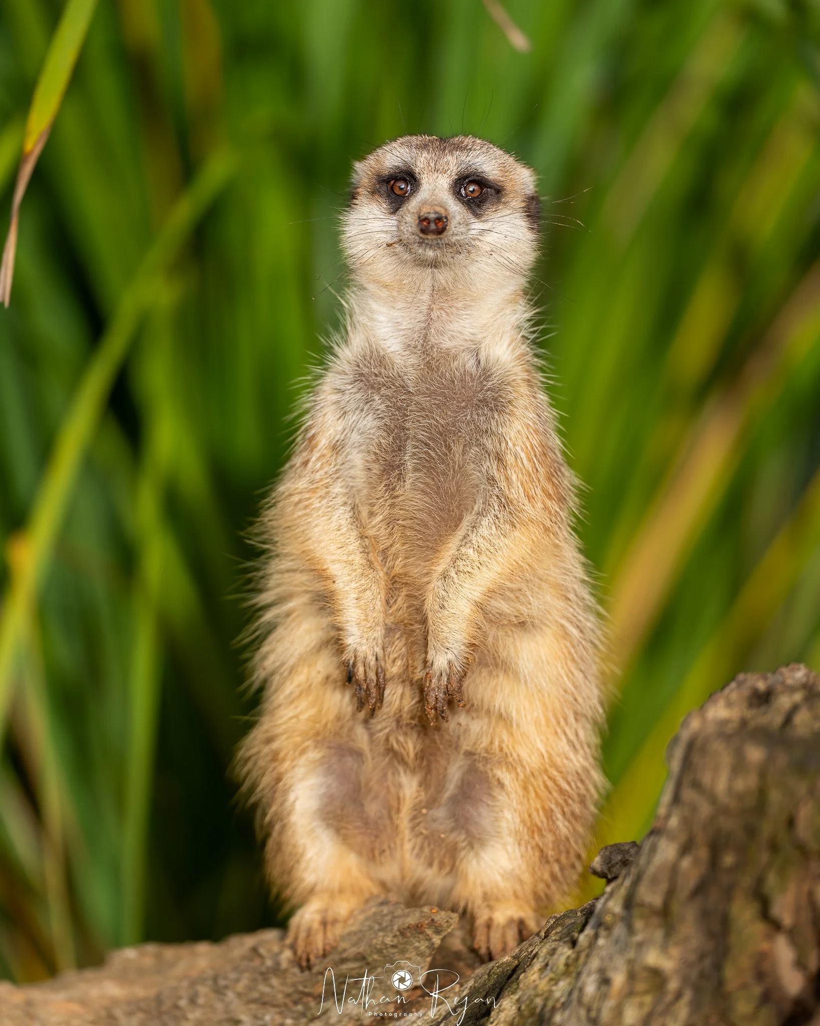 Close-up of a standing meerkat on a tree branch with a background of green grass at zambi wildlife retreat