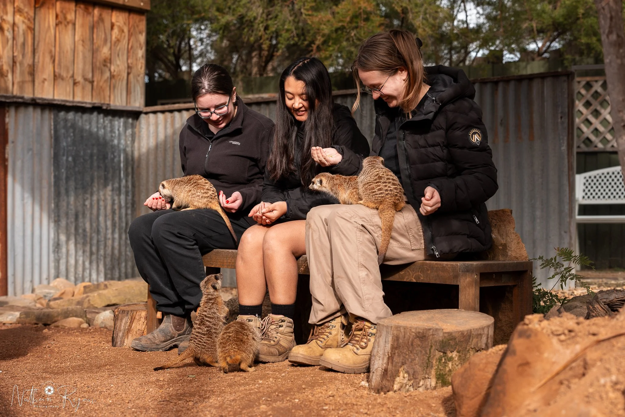 MeerkatMeet1.jpg