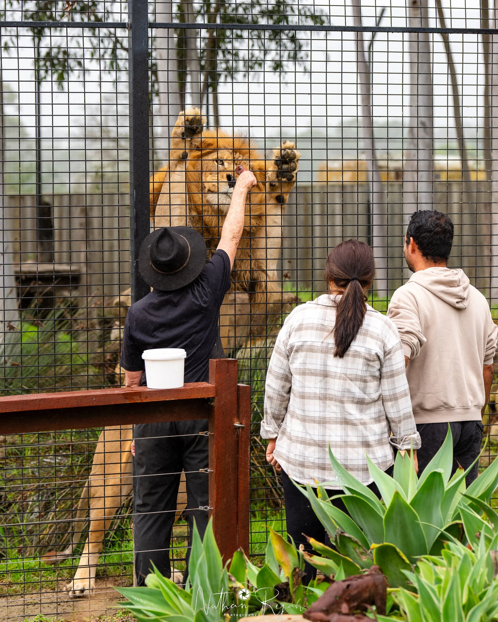 Visitor at Lion Encounter at Zambi Wildlife Retreat for big cat encounter