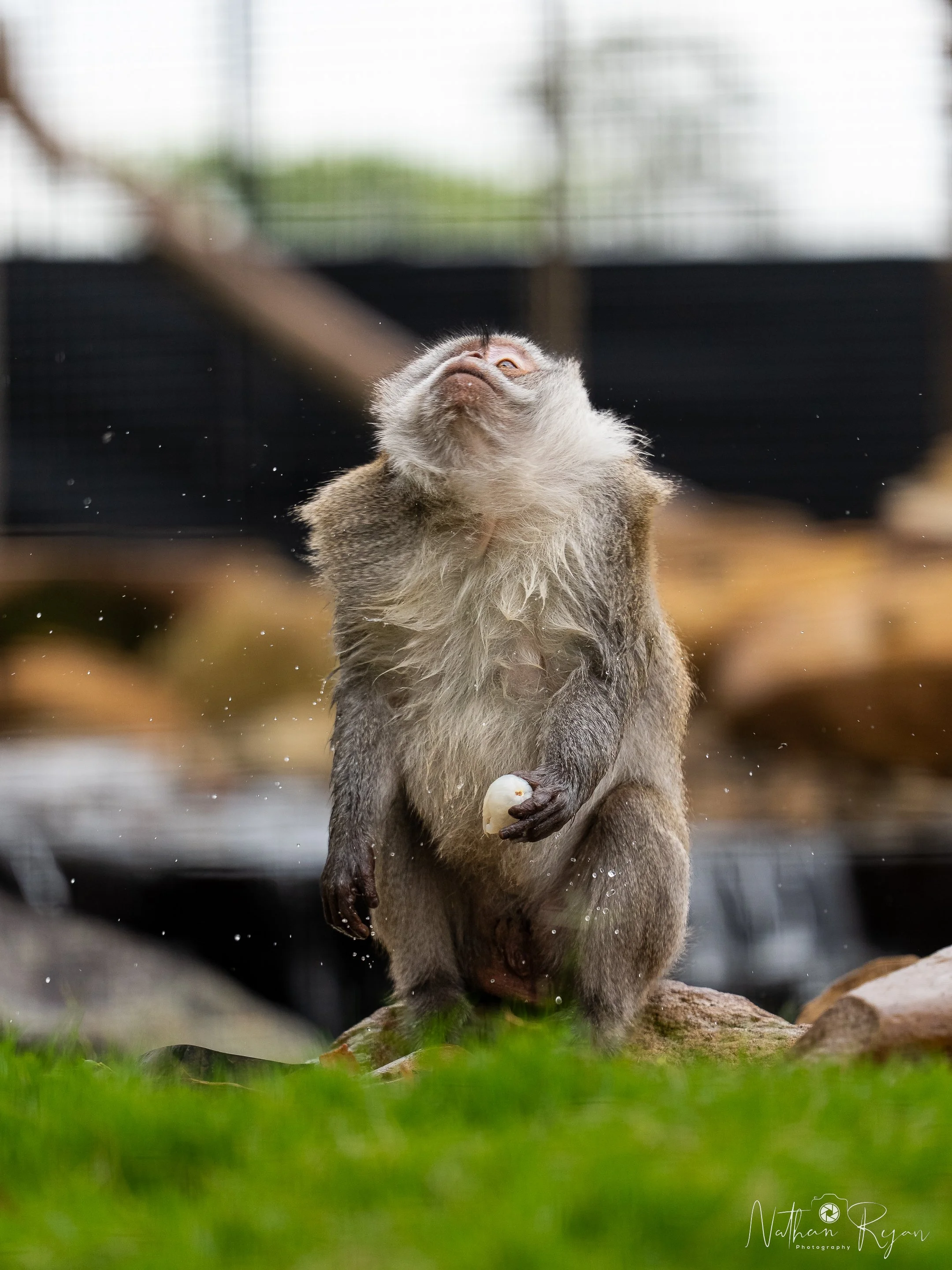 Long‑Tailed Macaque observing surroundings at ZAMBI Wildlife Retreat