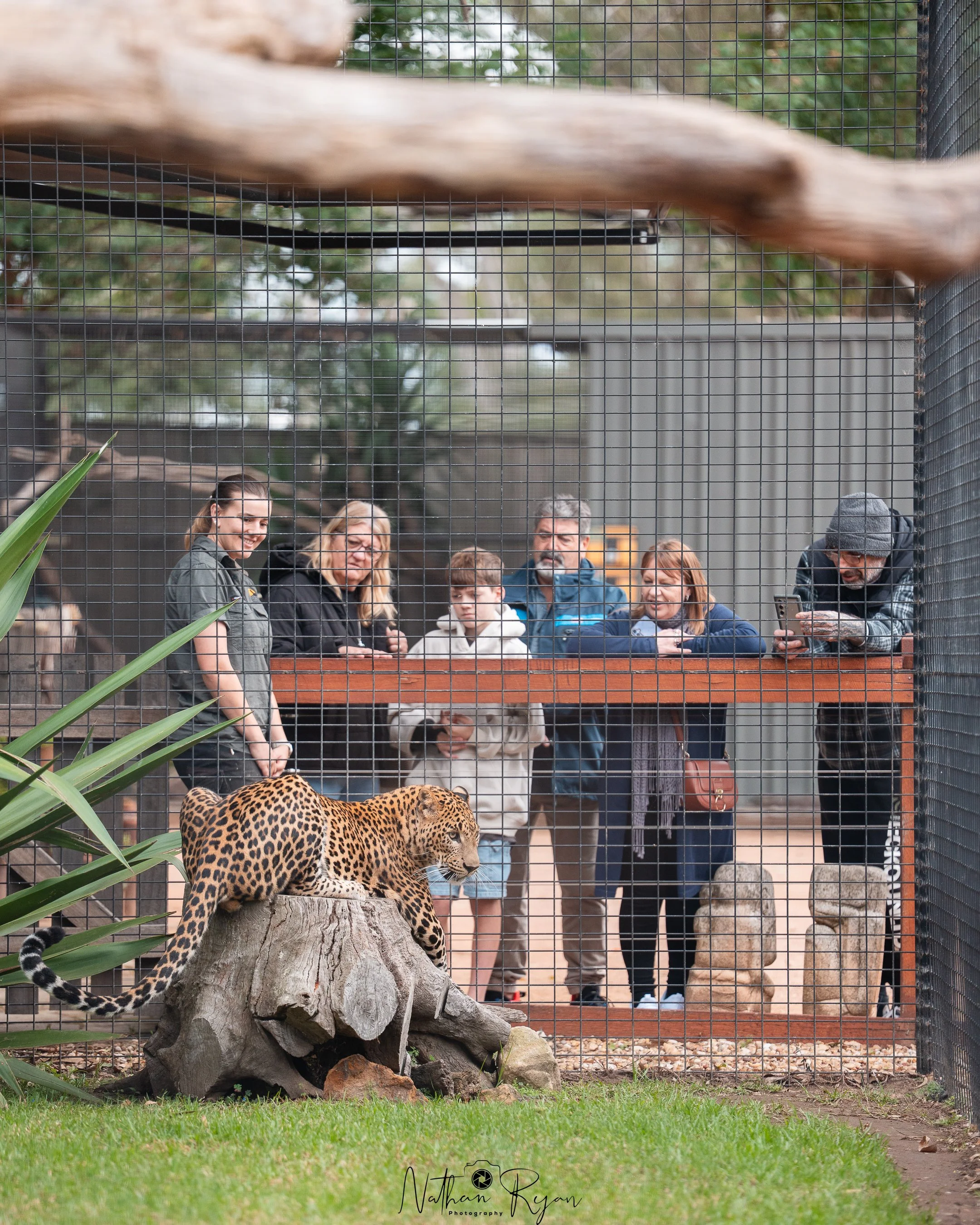 Phoenix the sri lanken leopard at zambi wildlife retreat