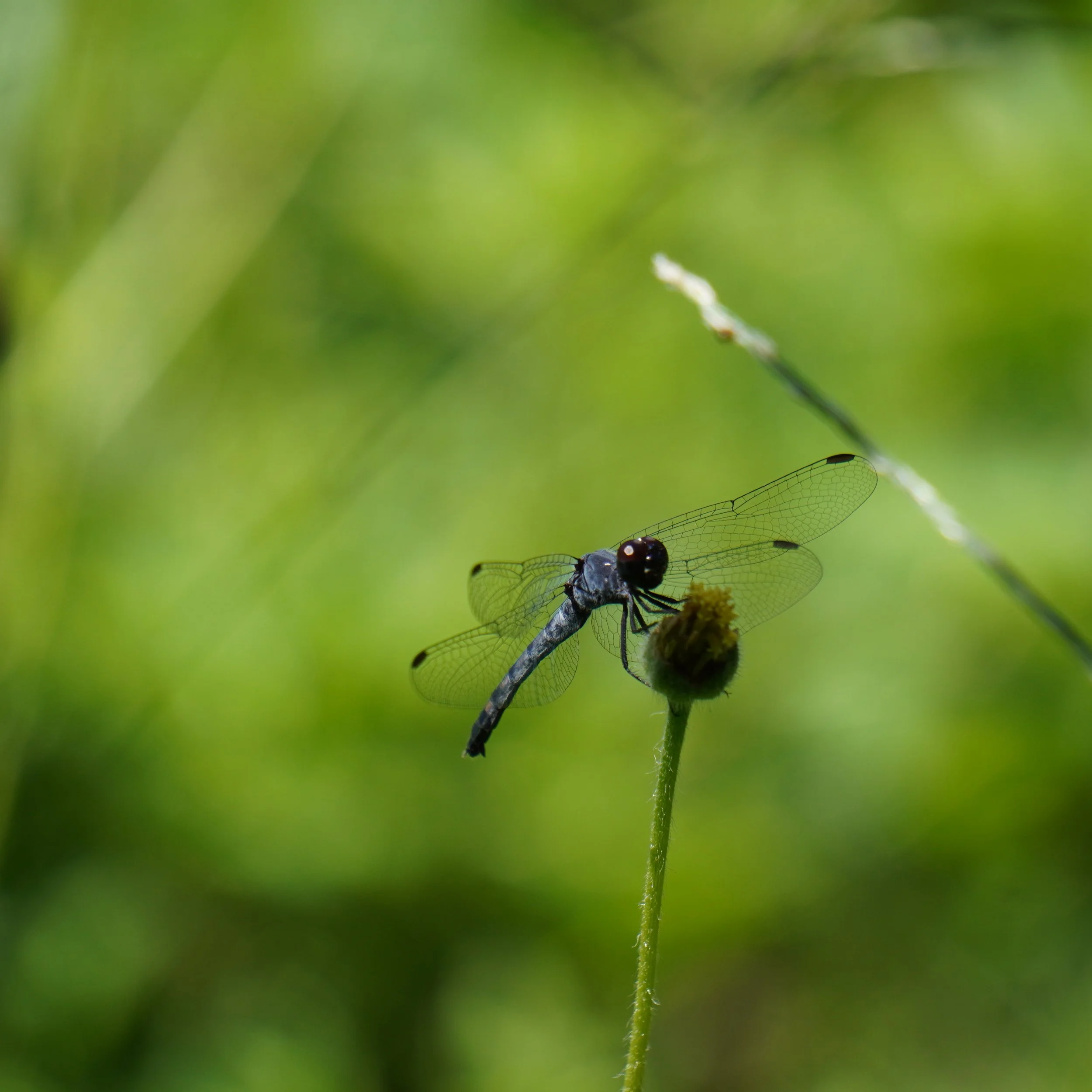 Blue Seaside Dragonlet