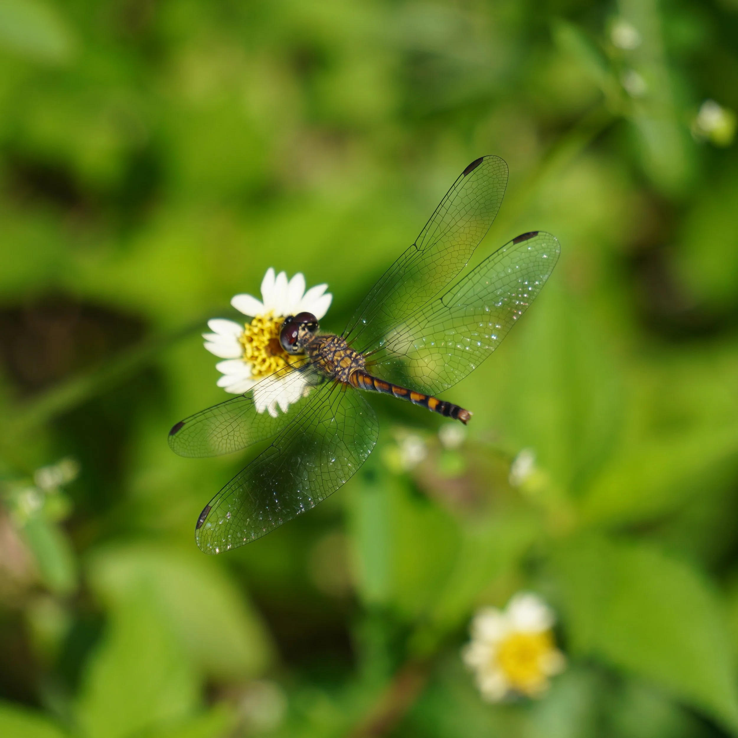 Dragonfly On Daisy Flower