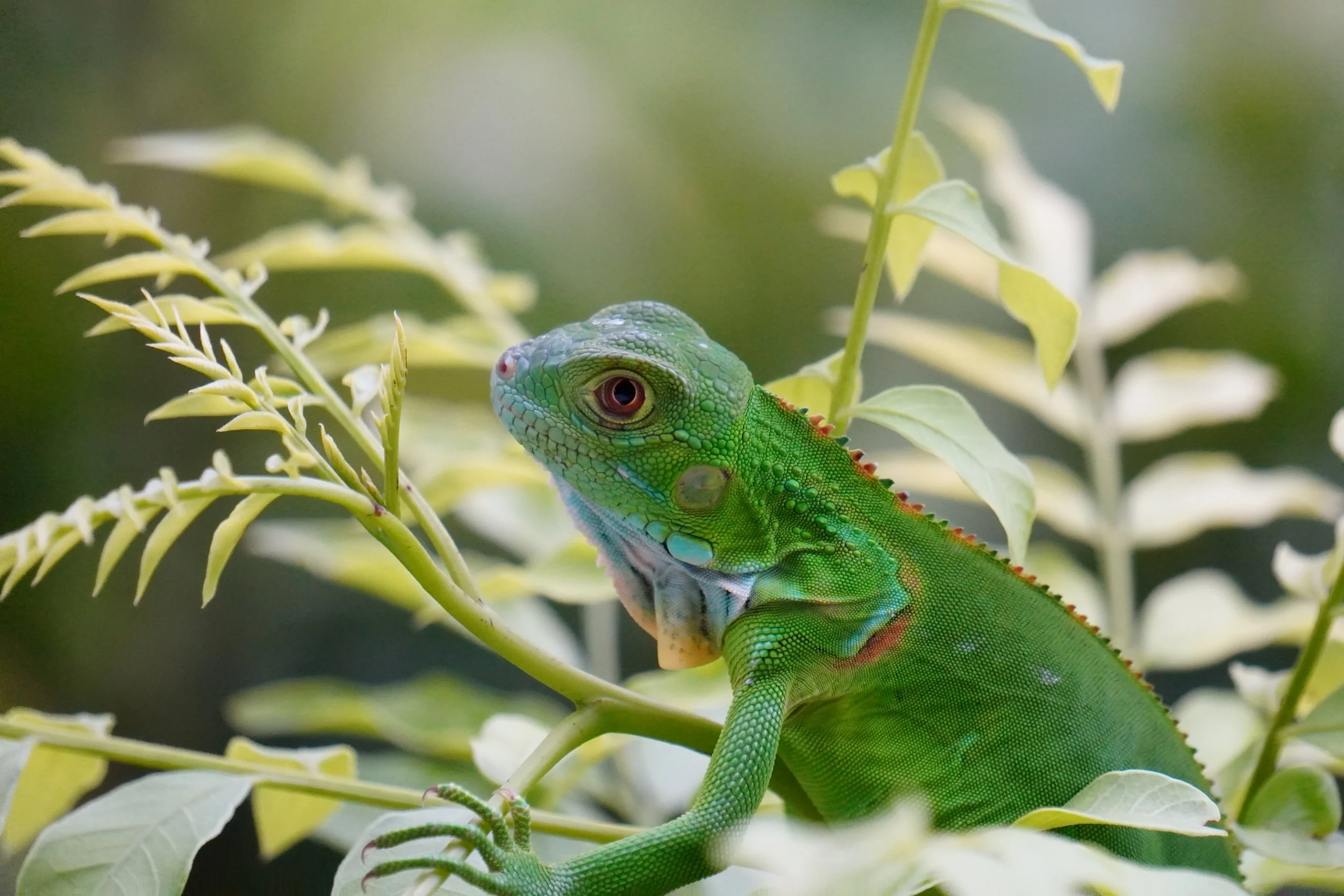Beautiful Green Iguana