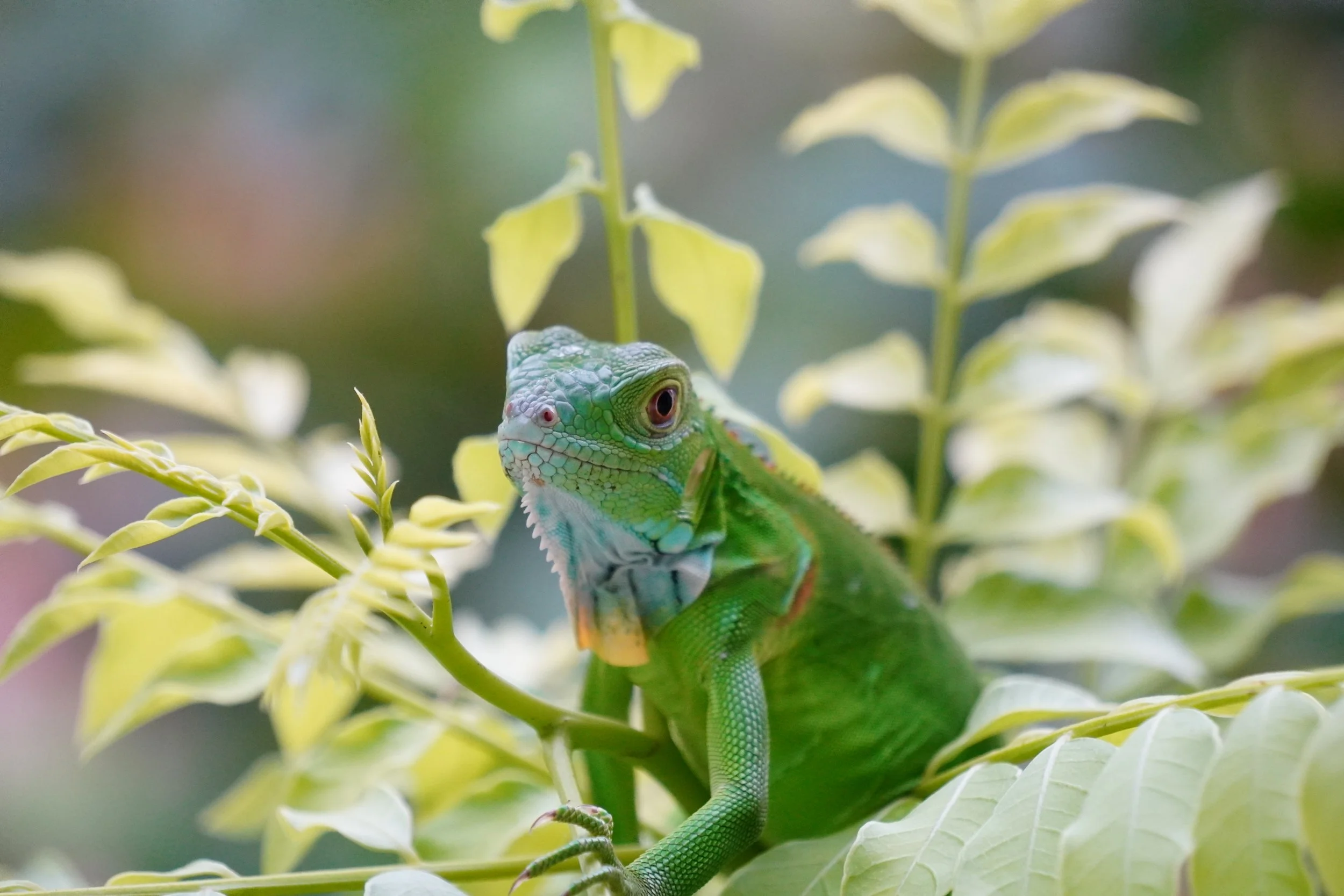 Green Iguana