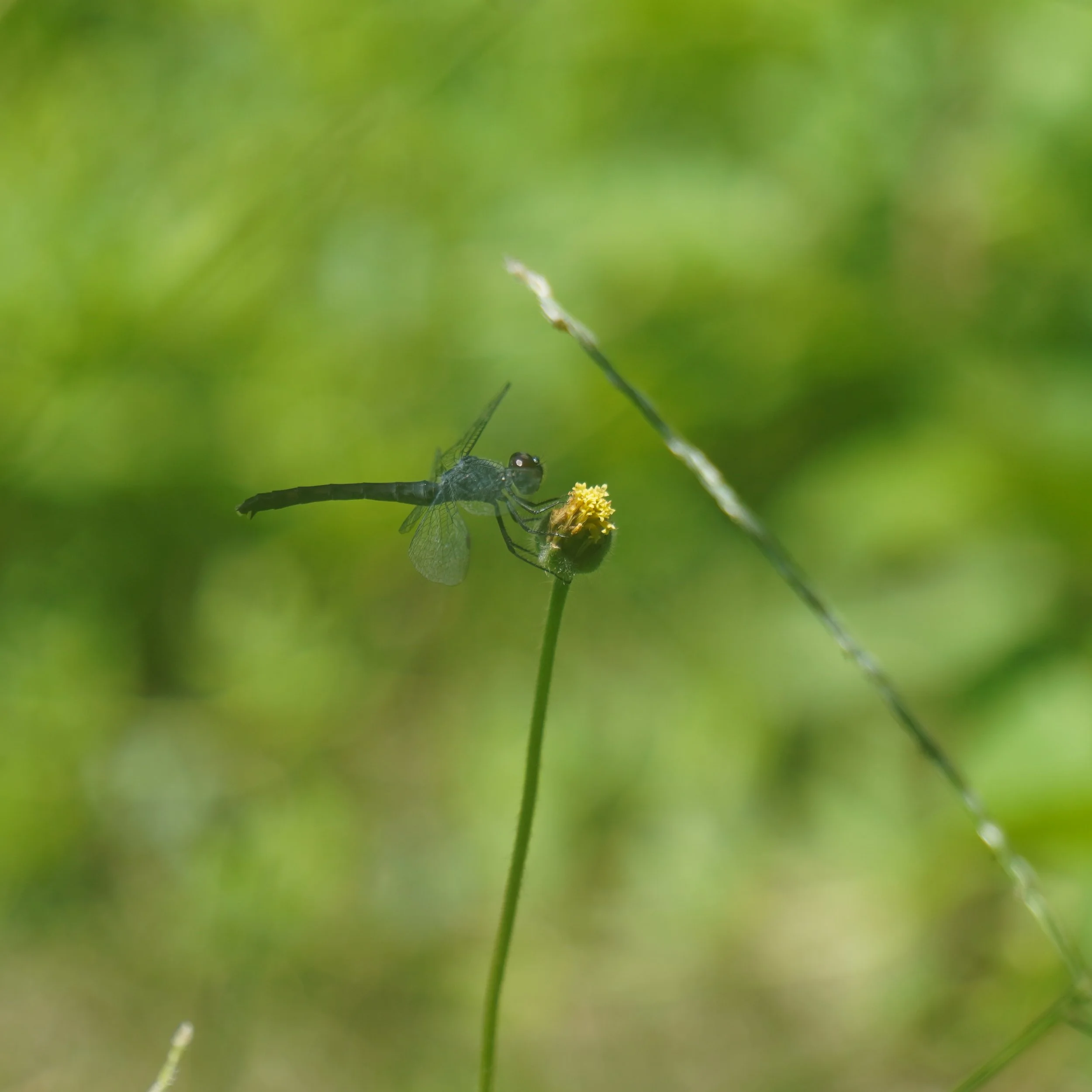 Hovering Dragonlet Manipulating Flower