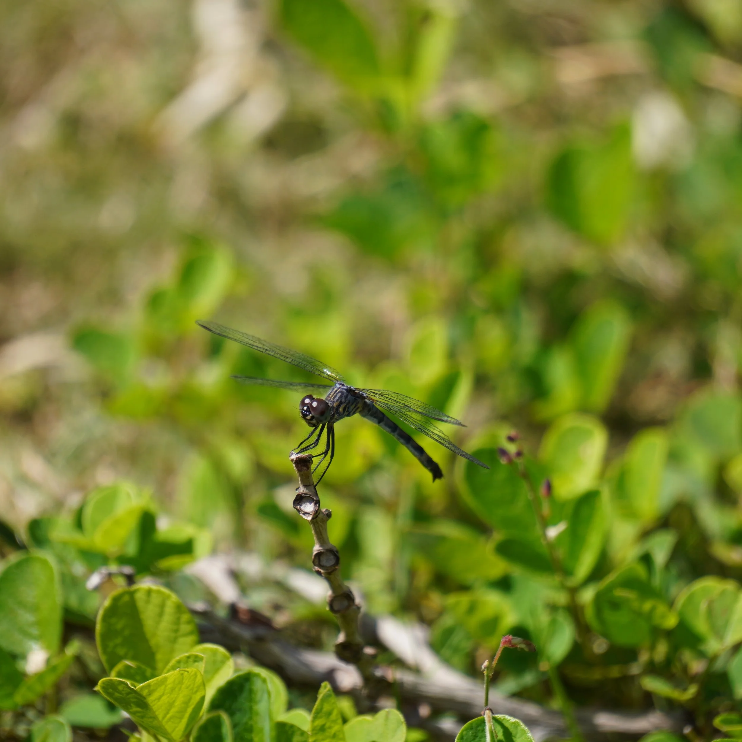 Camo Seaside Dragonlet