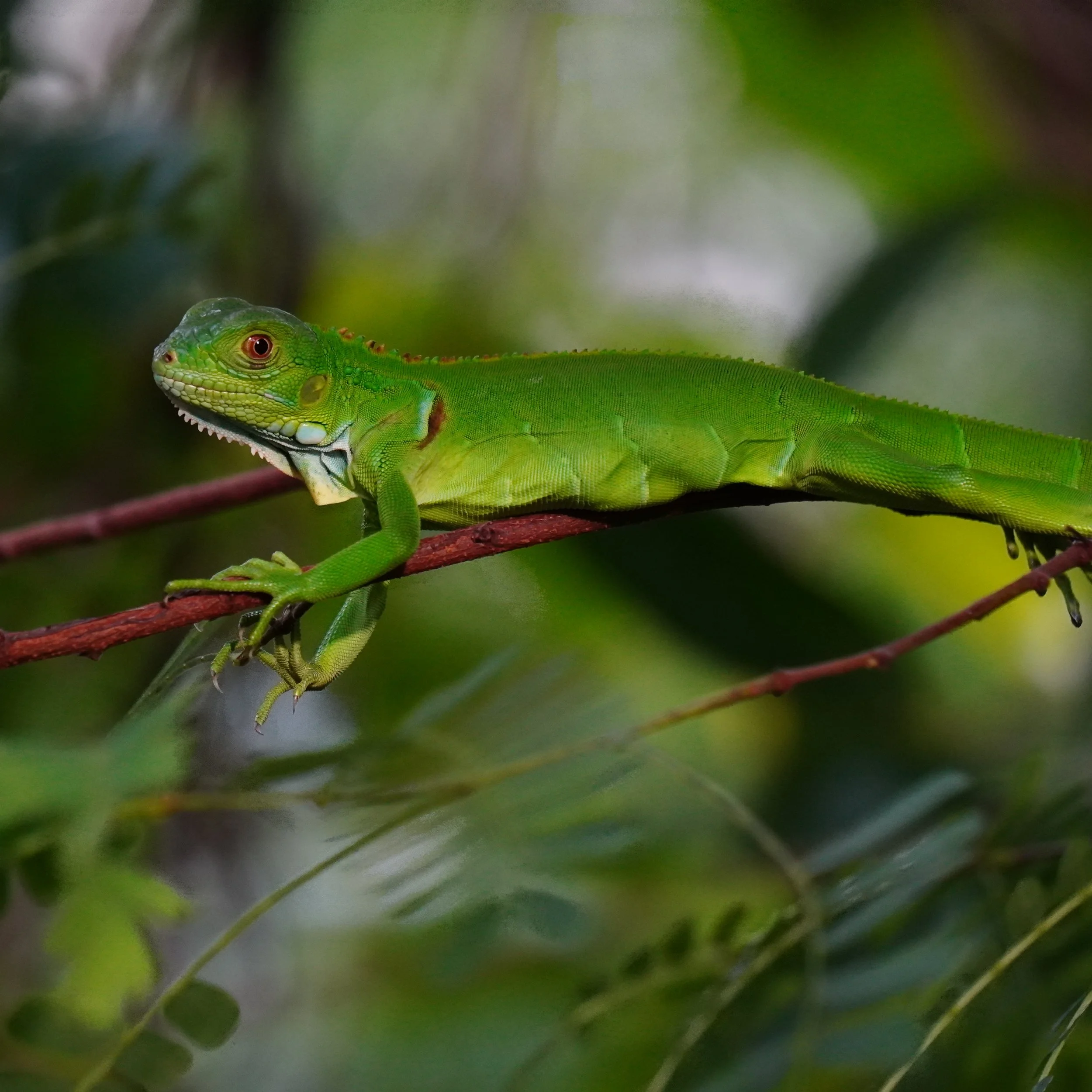 Green Iguana Relaxing