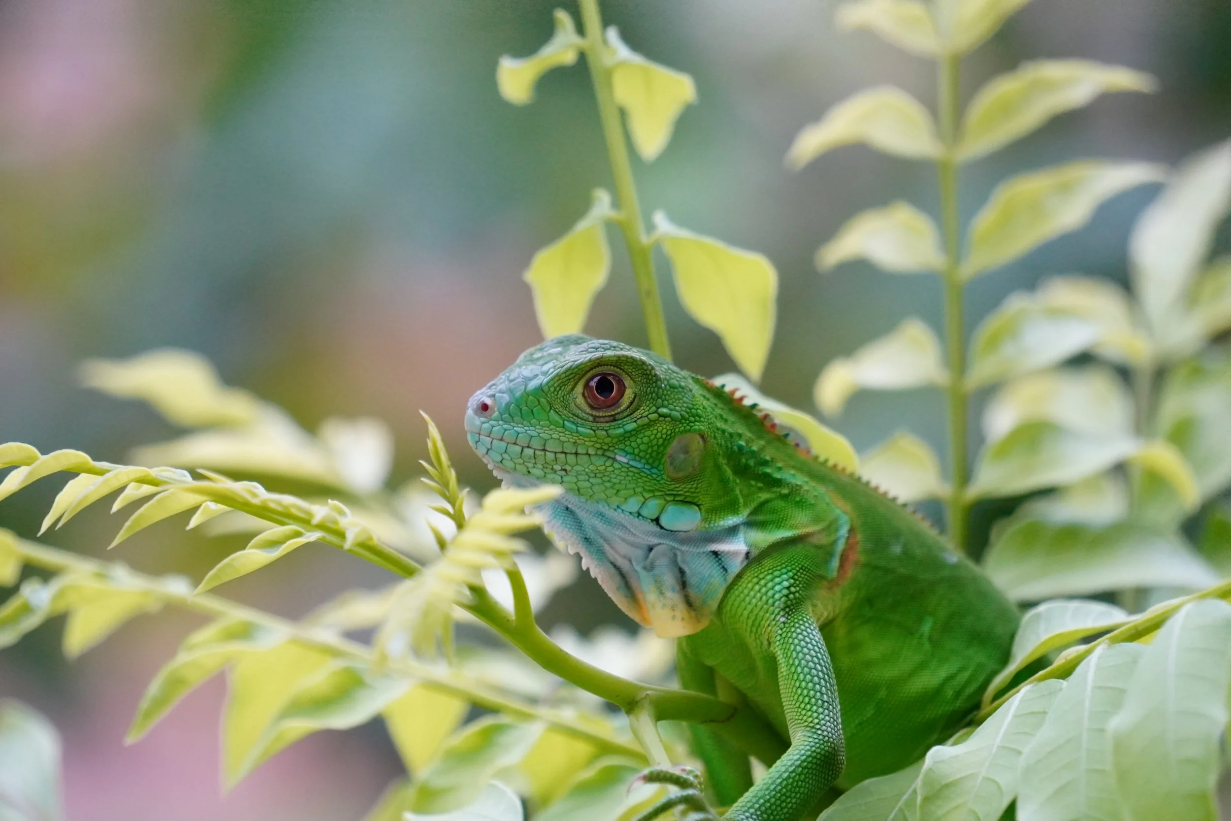 Beautiful Green Iguana