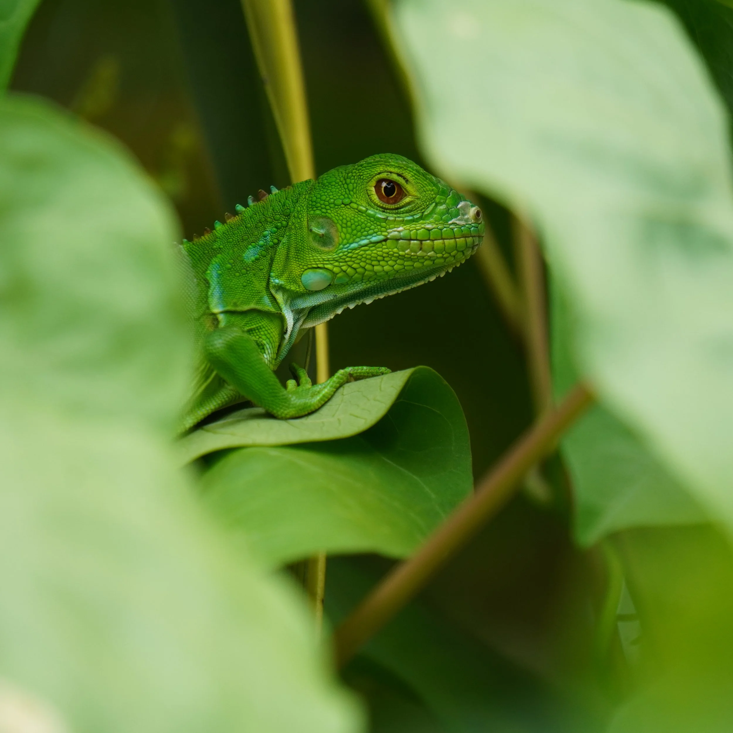 Young Green Iguana