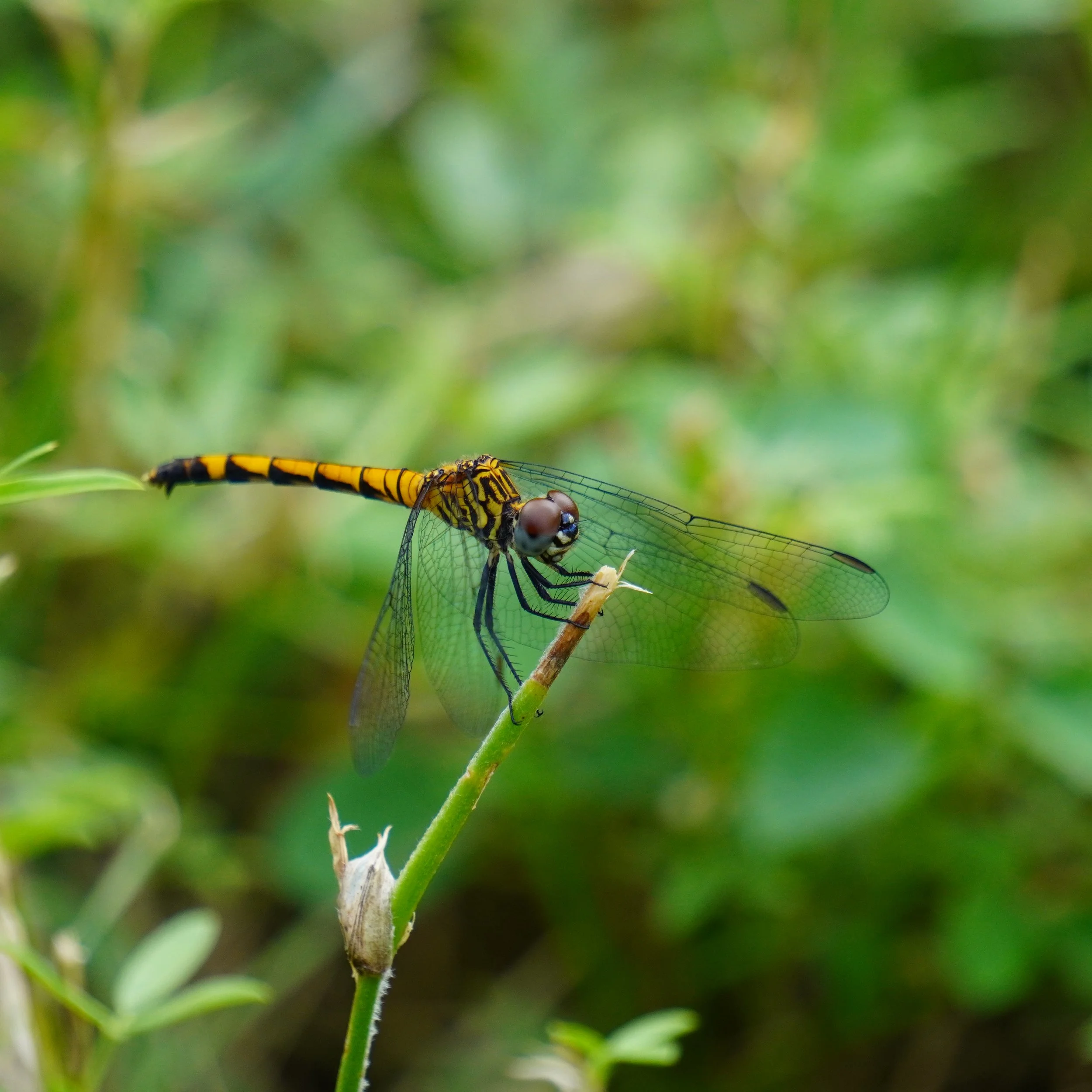 Orange Seaside Dragonlet