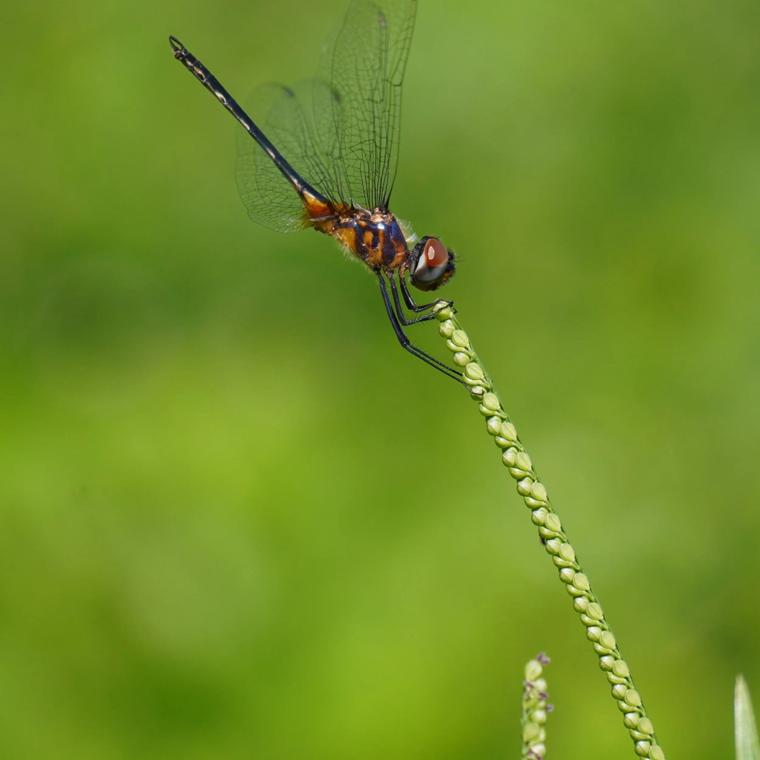 Red Seaside Dragonlet