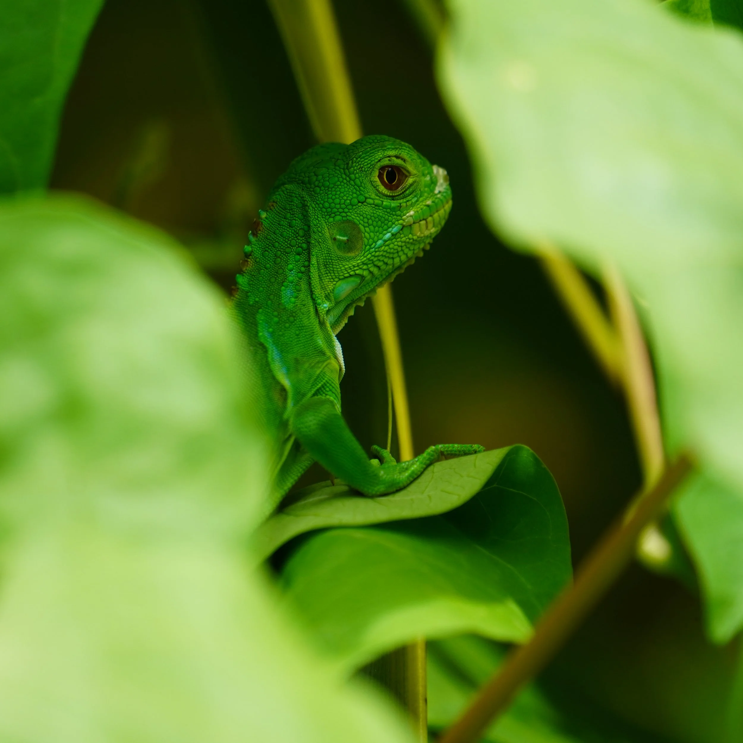 Young Green Iguana