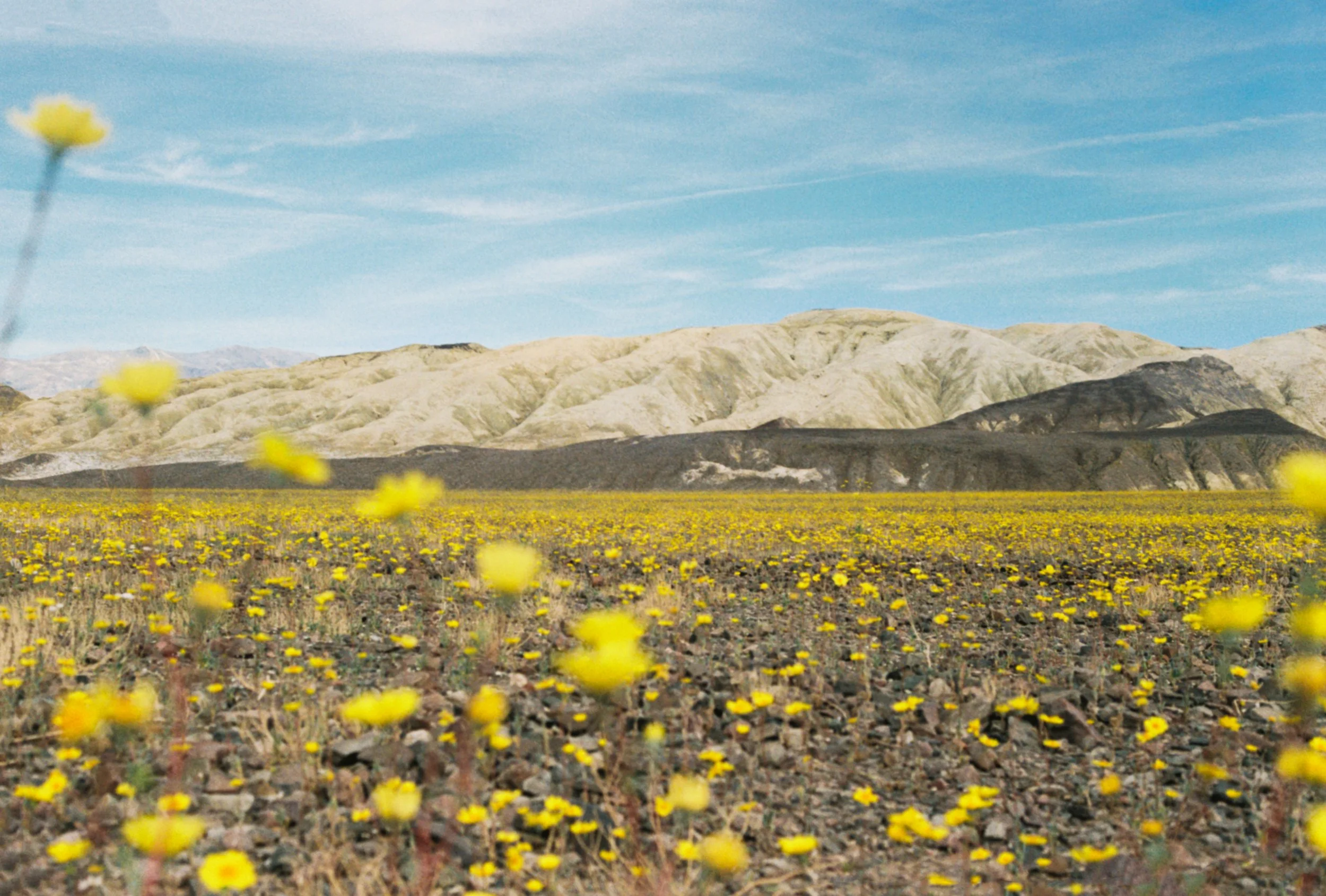 Personal | From the Super Bloom to the Fire Wave