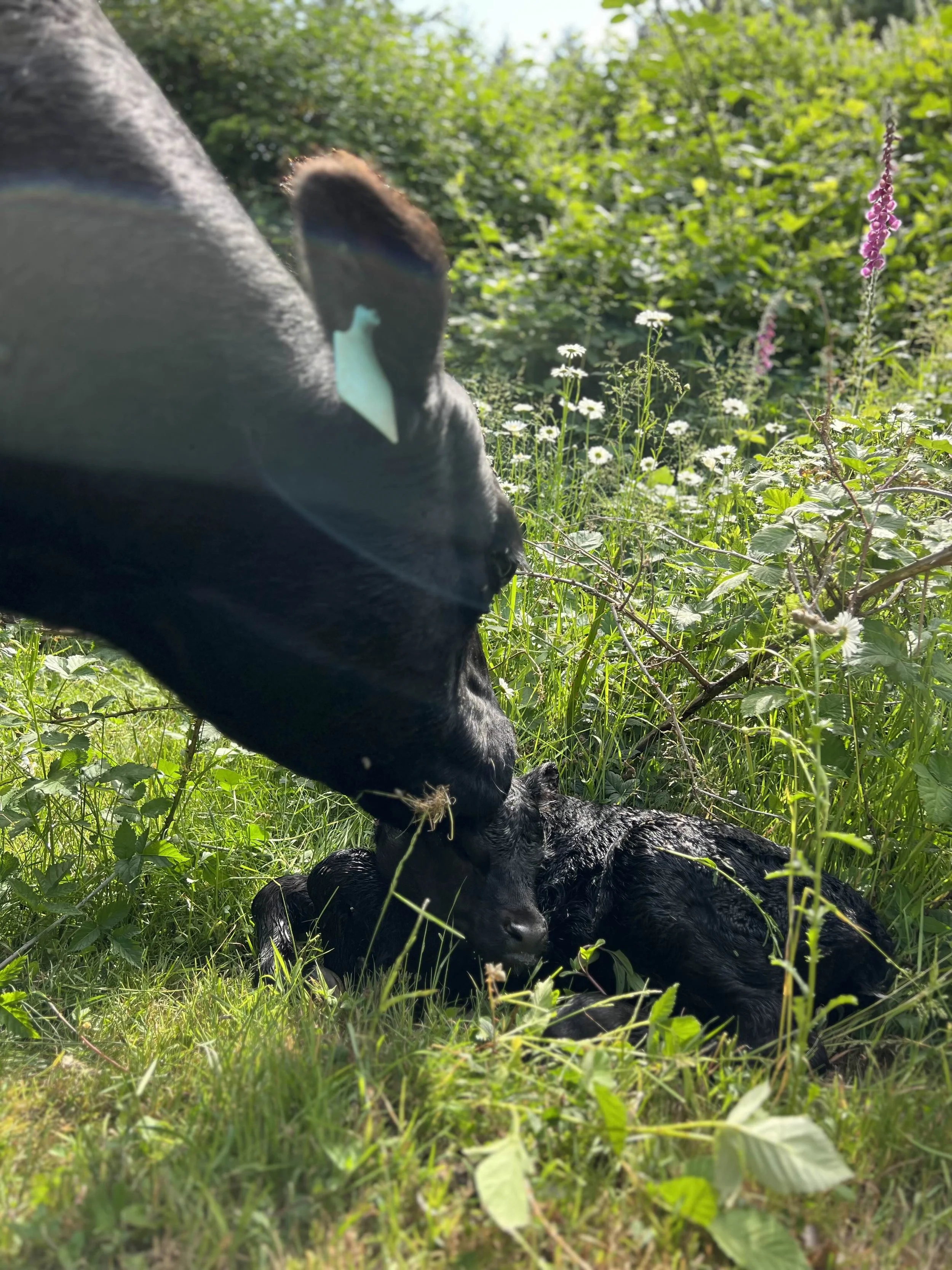 A black dog lying on the grass and a larger black dog or possibly a black horse leaning over and sniffing or touching its face in a green outdoor setting with tall plants and flowers.