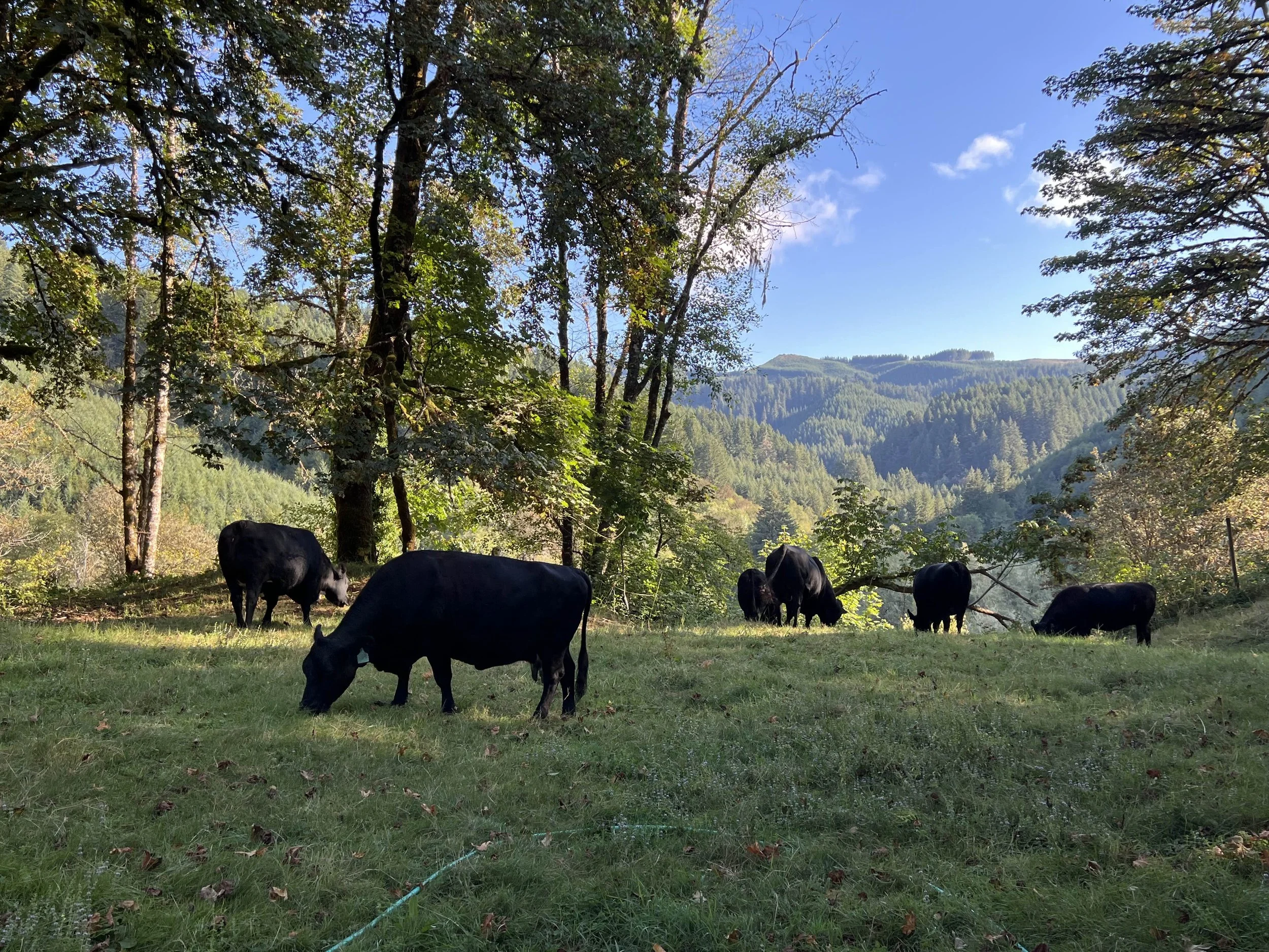 Black cows grazing in a green meadow with trees and mountains in the background under a blue sky with some clouds.