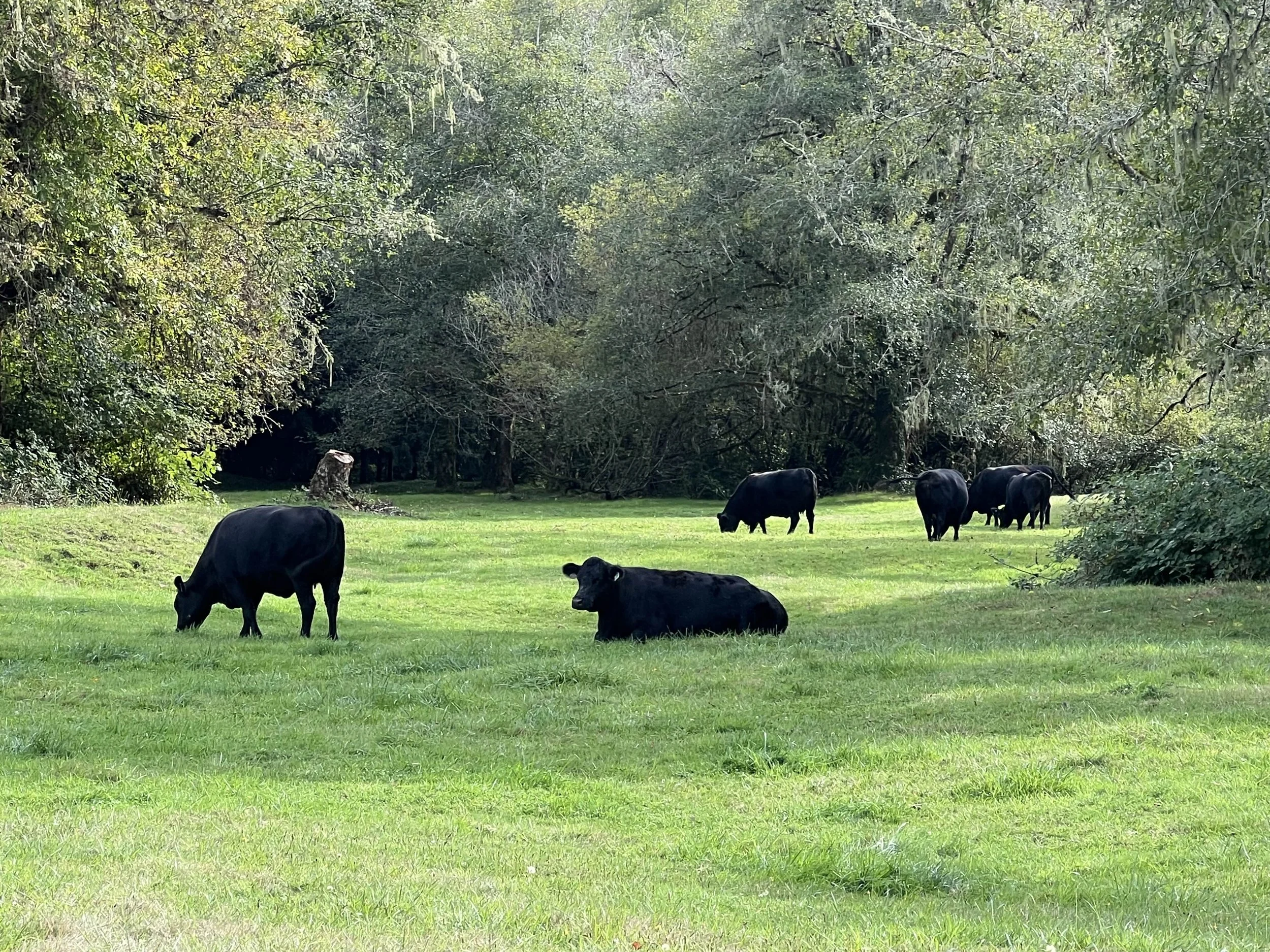 Black cattle grazing and resting on a grassy field surrounded by trees.