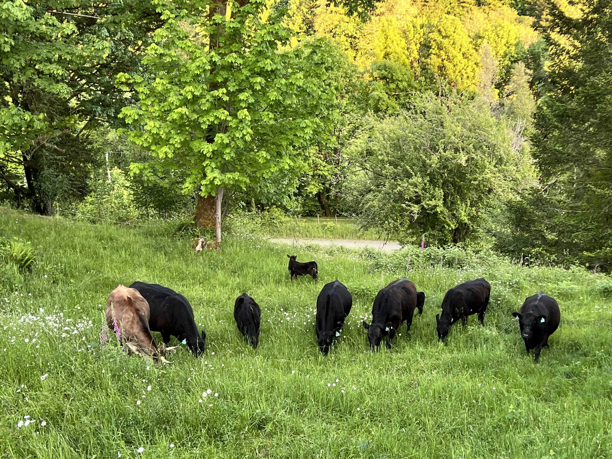 A group of black and brown cows grazing on a lush green pasture surrounded by trees with green and yellow leaves.