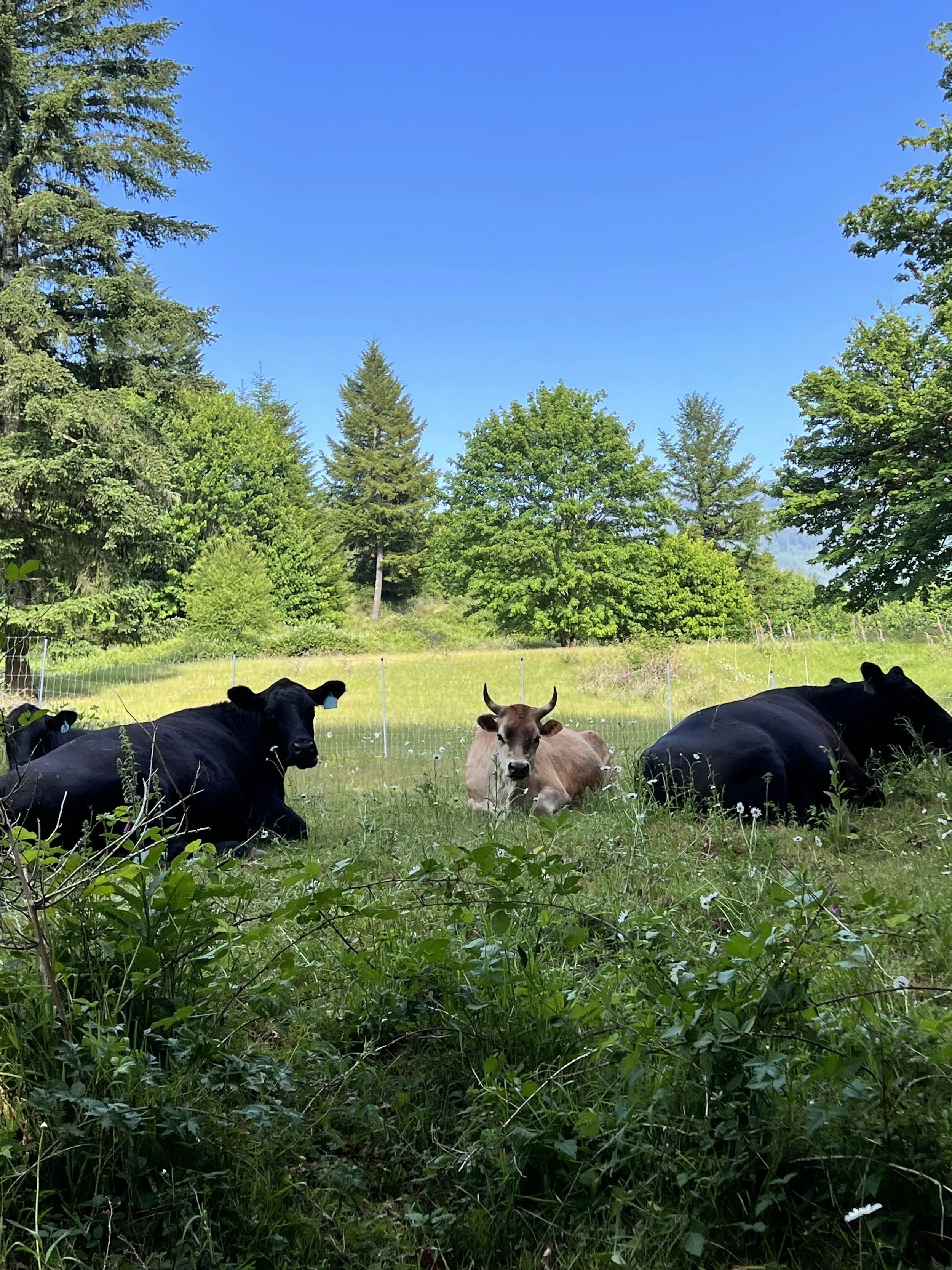 Cows lying down in a grassy field surrounded by green trees and a bright blue sky.