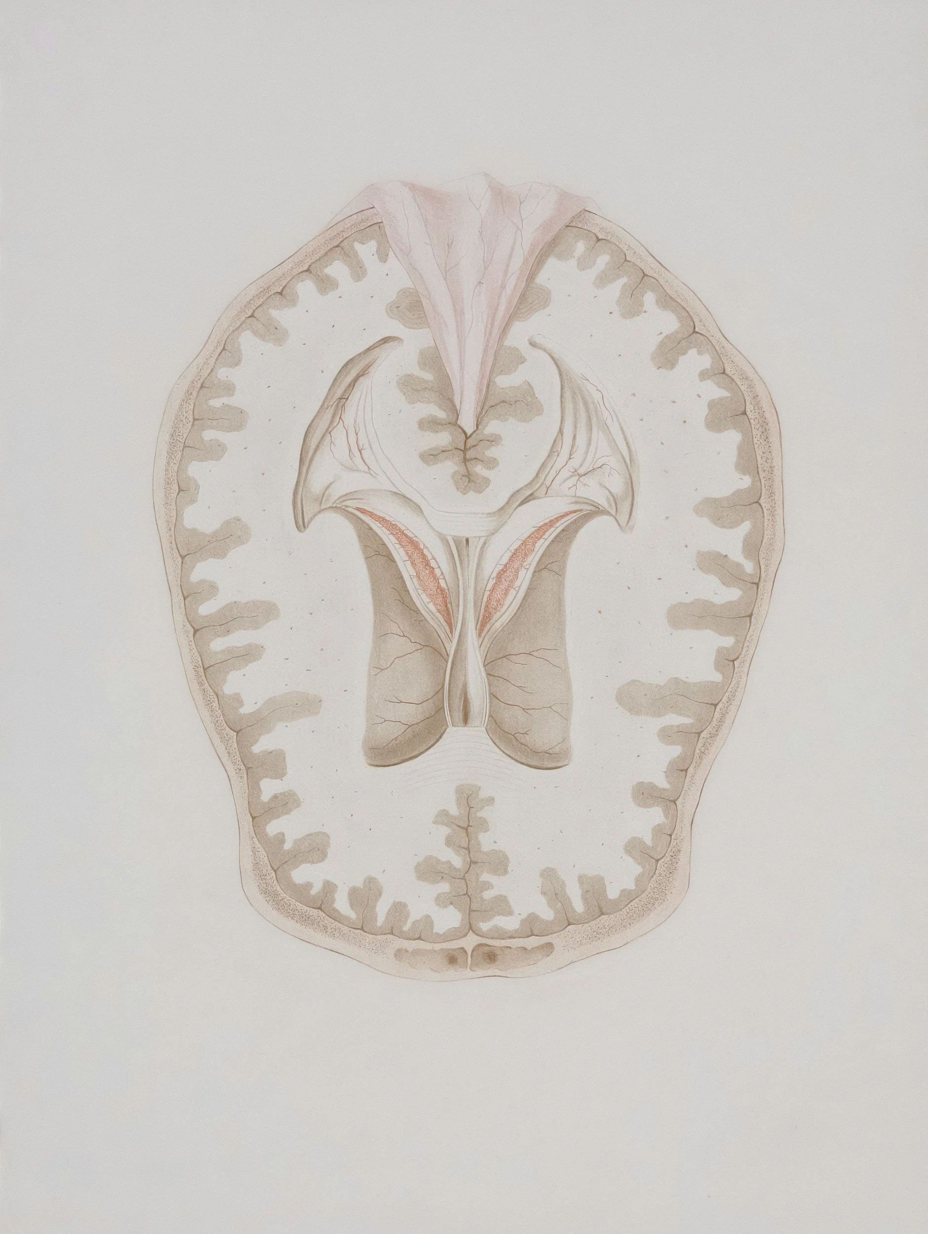 Illustration anatomique d'une coupe transversale du cerveau humain, montrant la structure interne et les lobes cérébraux.