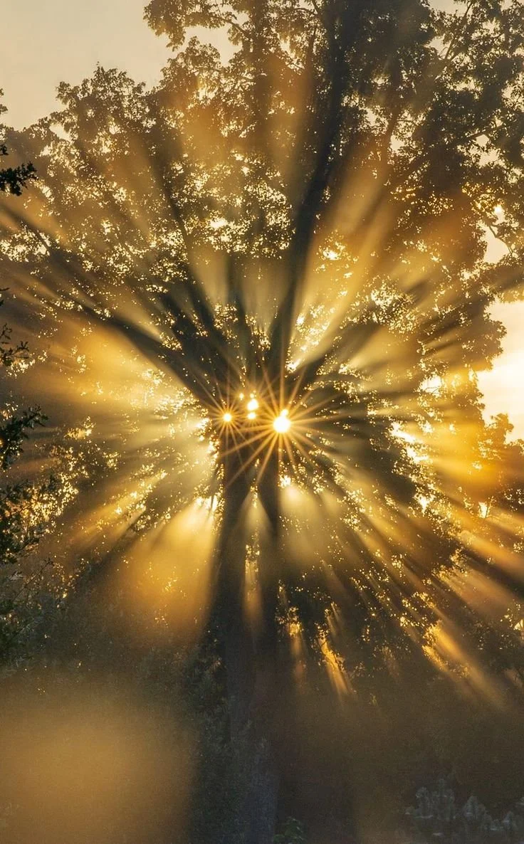 Rayons de soleil traversant les branches d'un arbre au lever ou coucher du soleil.