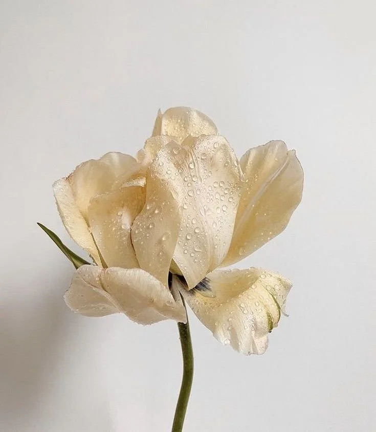 Fleur blanche avec des gouttes d'eau sur les pétales.