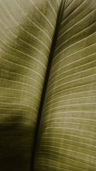 Gros plan d'une feuille verte avec des veines distinctes.