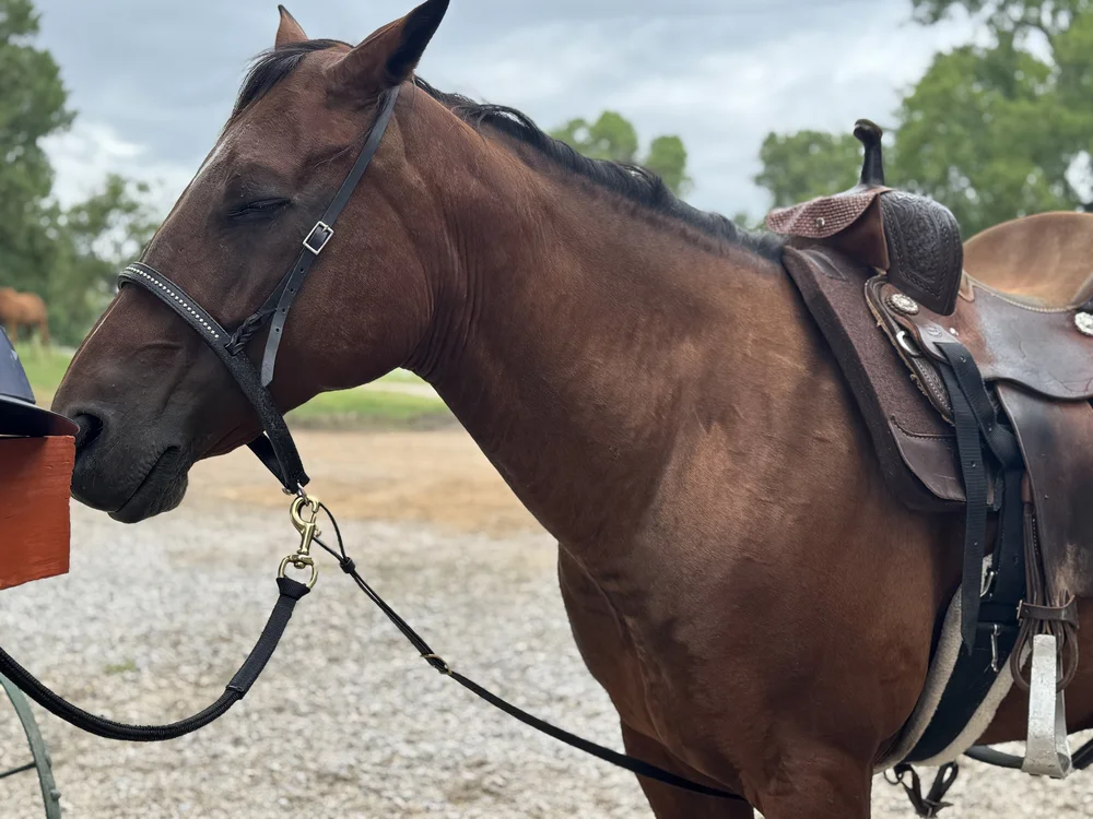 Nose band &amp; tie down