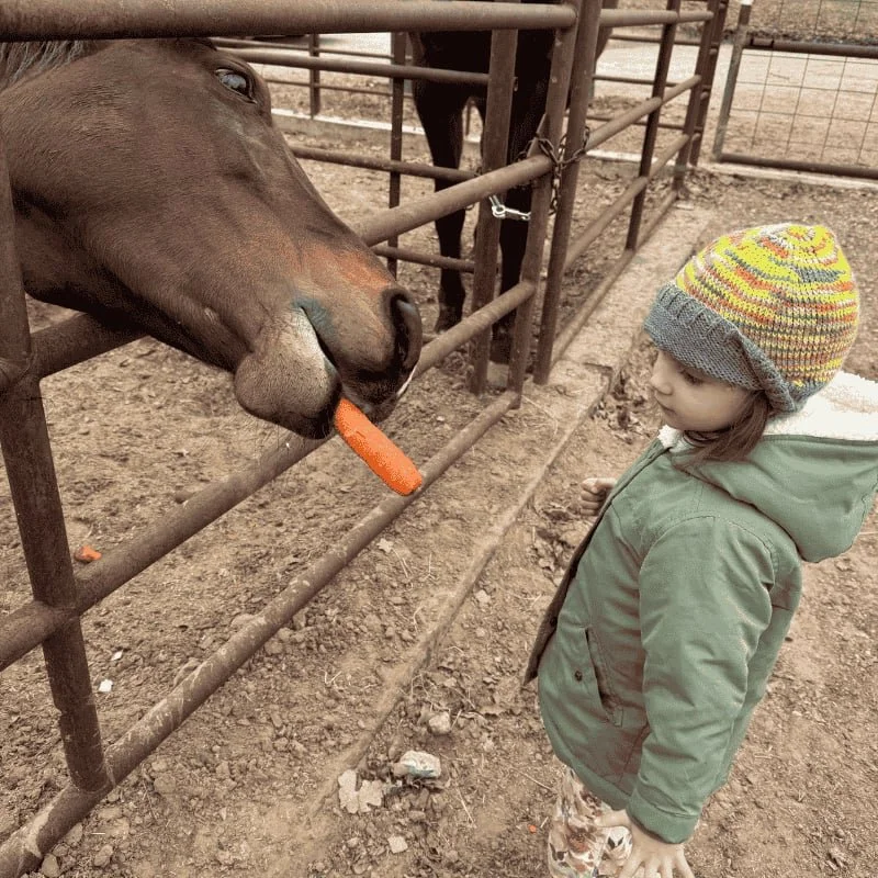 Henley-feeding-bee-carrots-through-a-fence_compressed.jpg