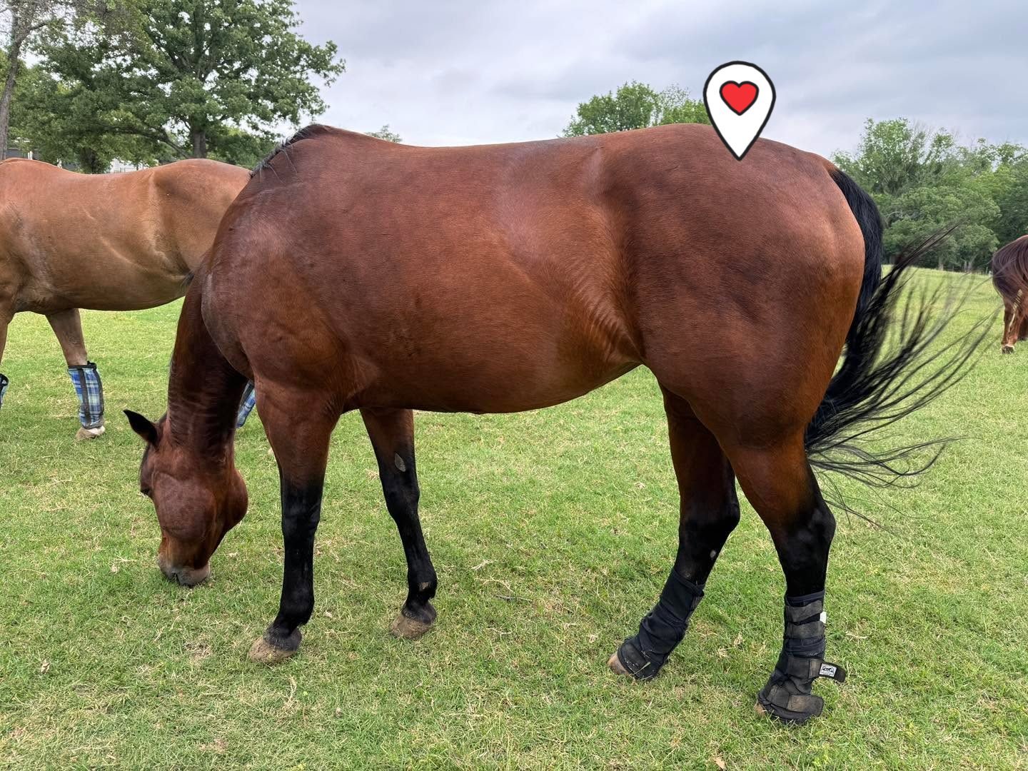 Bonus Buzz: π Bee’s Got Dapps (and we don't have to call the vet!)
Ever noticed those shiny little spots popping up on a horse’s coat, like they’ve been dusted in moonlight? Those are dapples—and they’re a whole vibe.