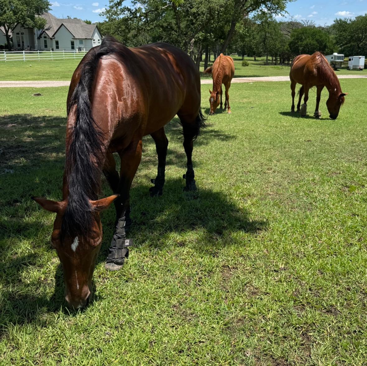 Horse owner friends! A market research company is looking for horse owners to come and give their opinions on horse feed etc. It’s a 90 minute focus group, Tuesday the 17th next to the Galleria in Dallas. You get paid to participate. Contact