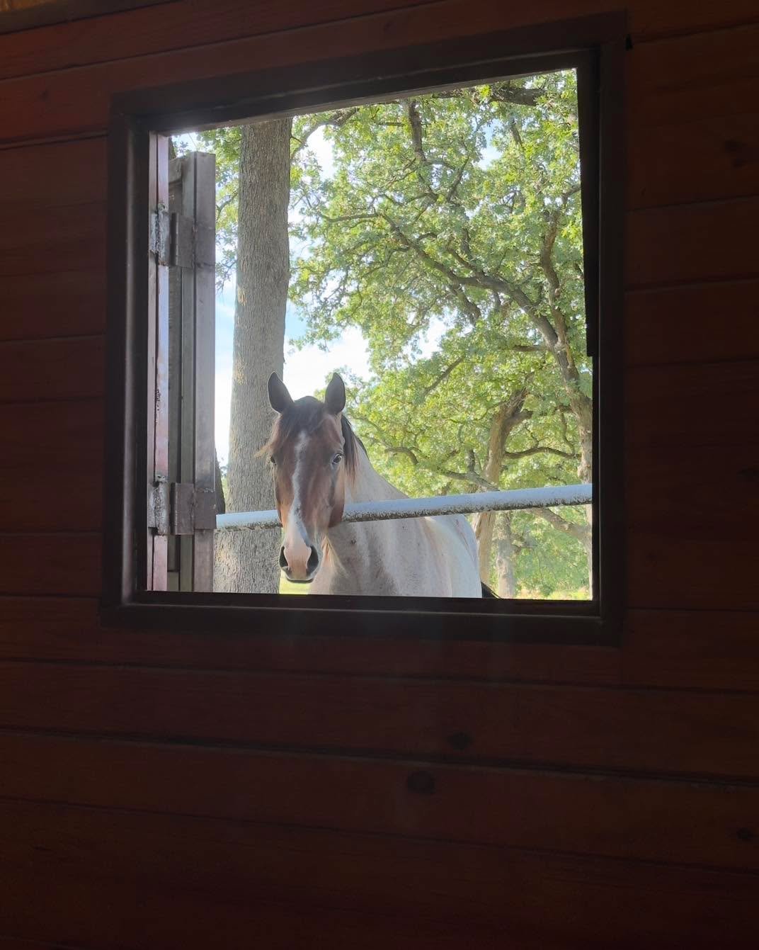 Six months into life with Bee and I’ve picked up more than just mucking skills. Turns out, horse ownership comes with some big life lessons—like don’t stand downwind from the poop rake, trust your gut, and remember that community ma