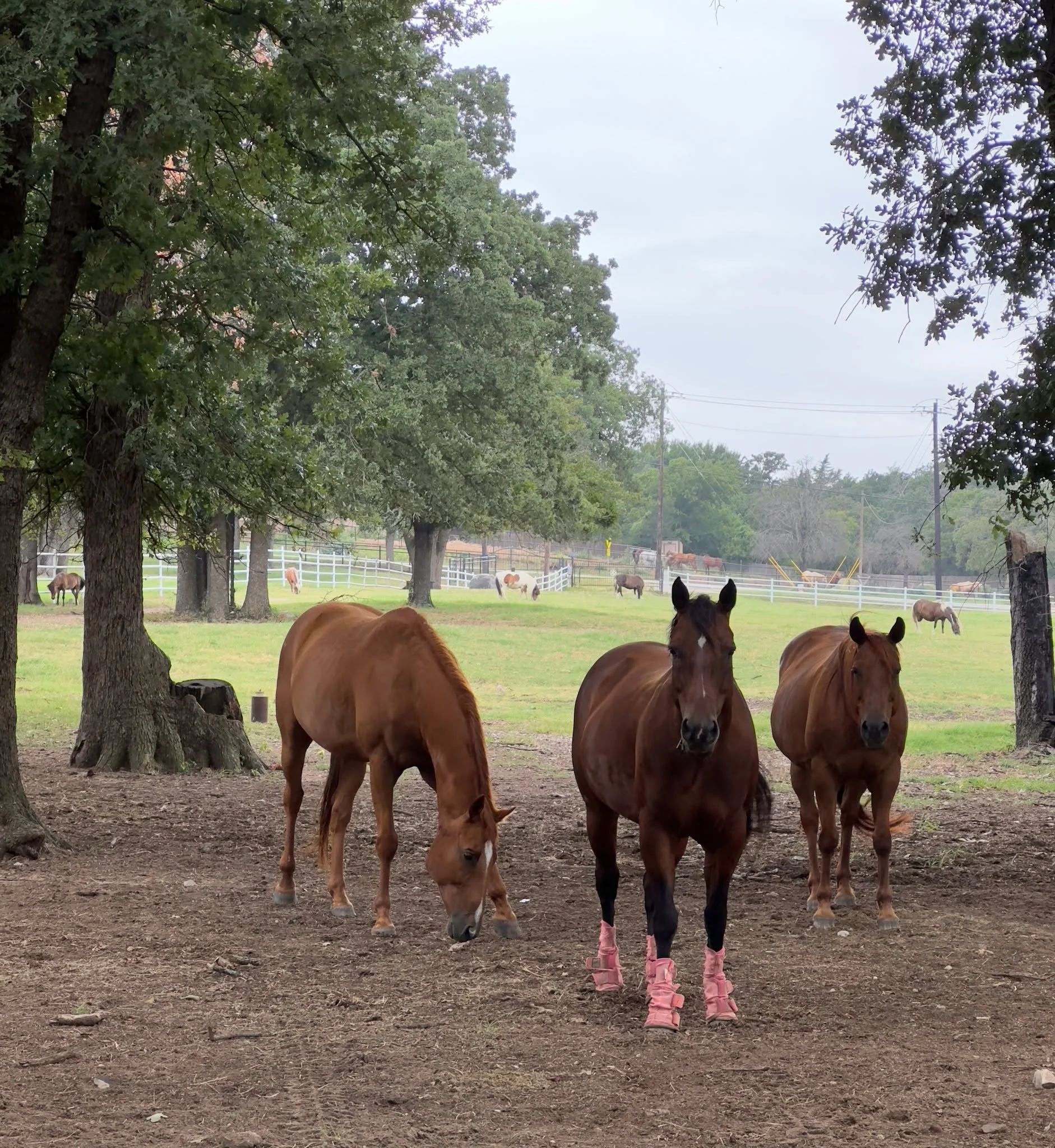 Bee is learning her place in the herd — and it’s been fascinating to watch.
This week she made it clear she follows Neville (the Alpha) and stays close to Vita. When I tried to call her to the barn, she avoided me. But when I walked over