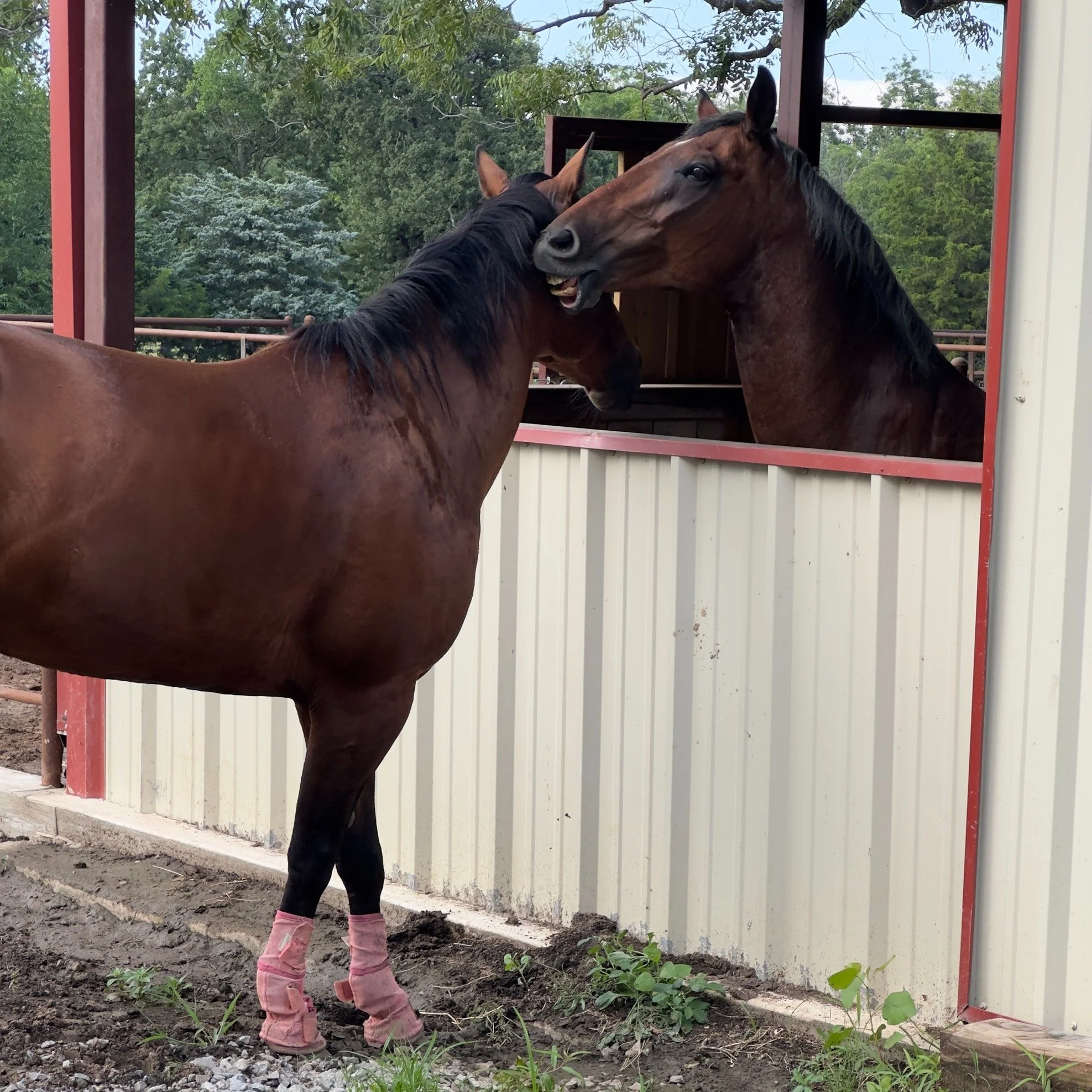 This week Bee reminded us that “mare” is both a noun and a verb. At the barn therewas a tale of two Bees: spicy at lessons, kicking and pinning her ears at every horse in sight… and sweet in the aisleway, stopping at Dually’s
