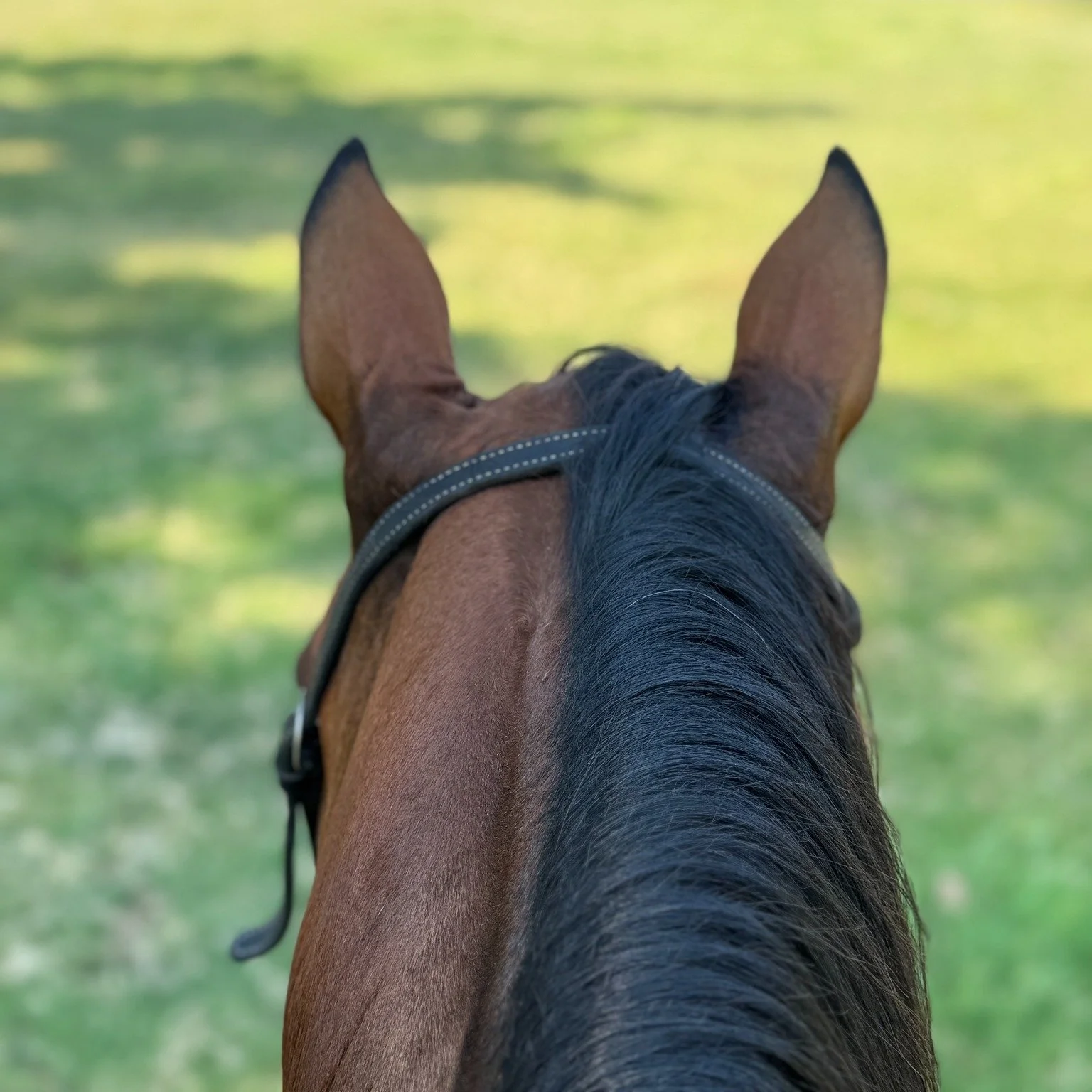 Buddy sour lesson with Bee this week. I let her choose our path in the front pasture and she marched straight to her friends and parked it. We worked circles and figure eights near the herd, then rested a little ways off, and the light bulb started t