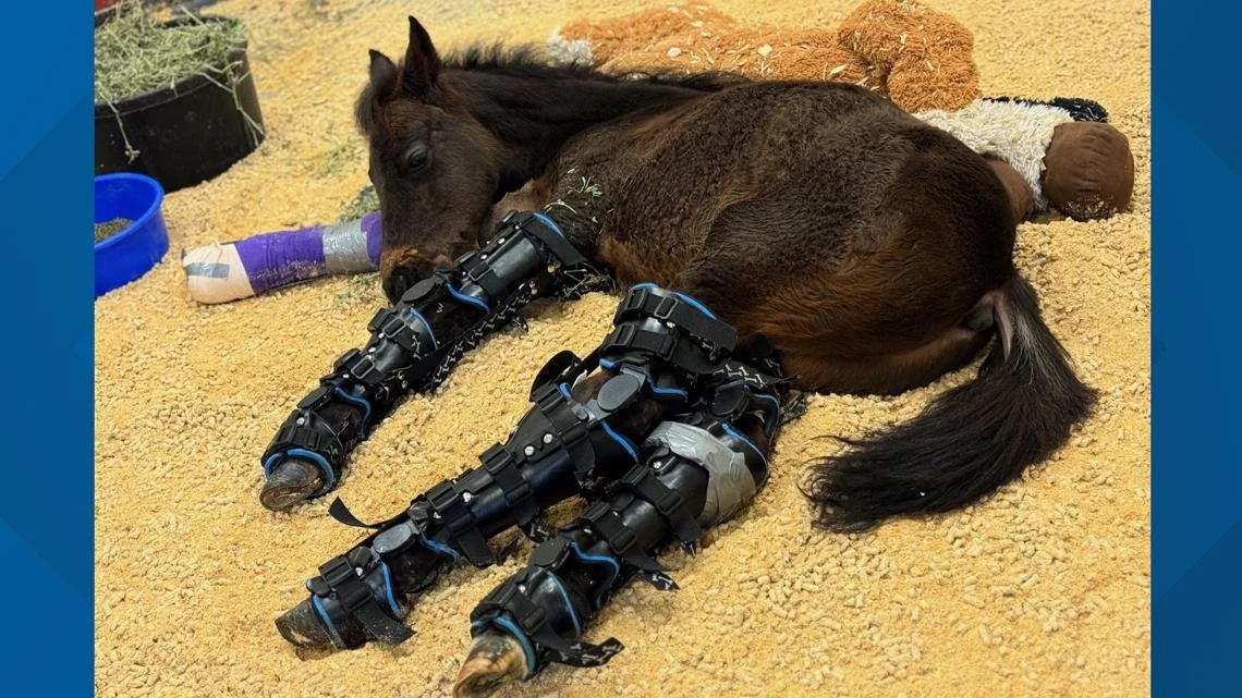 This week's Bonus Buzz blog post is dedicated to @Katie Van Slyke and Baby Seven’s journey that taught us what creative, science based equine rehab looks like.
Born very early, Seven spent months protected in casts, then worked with the UT Eq