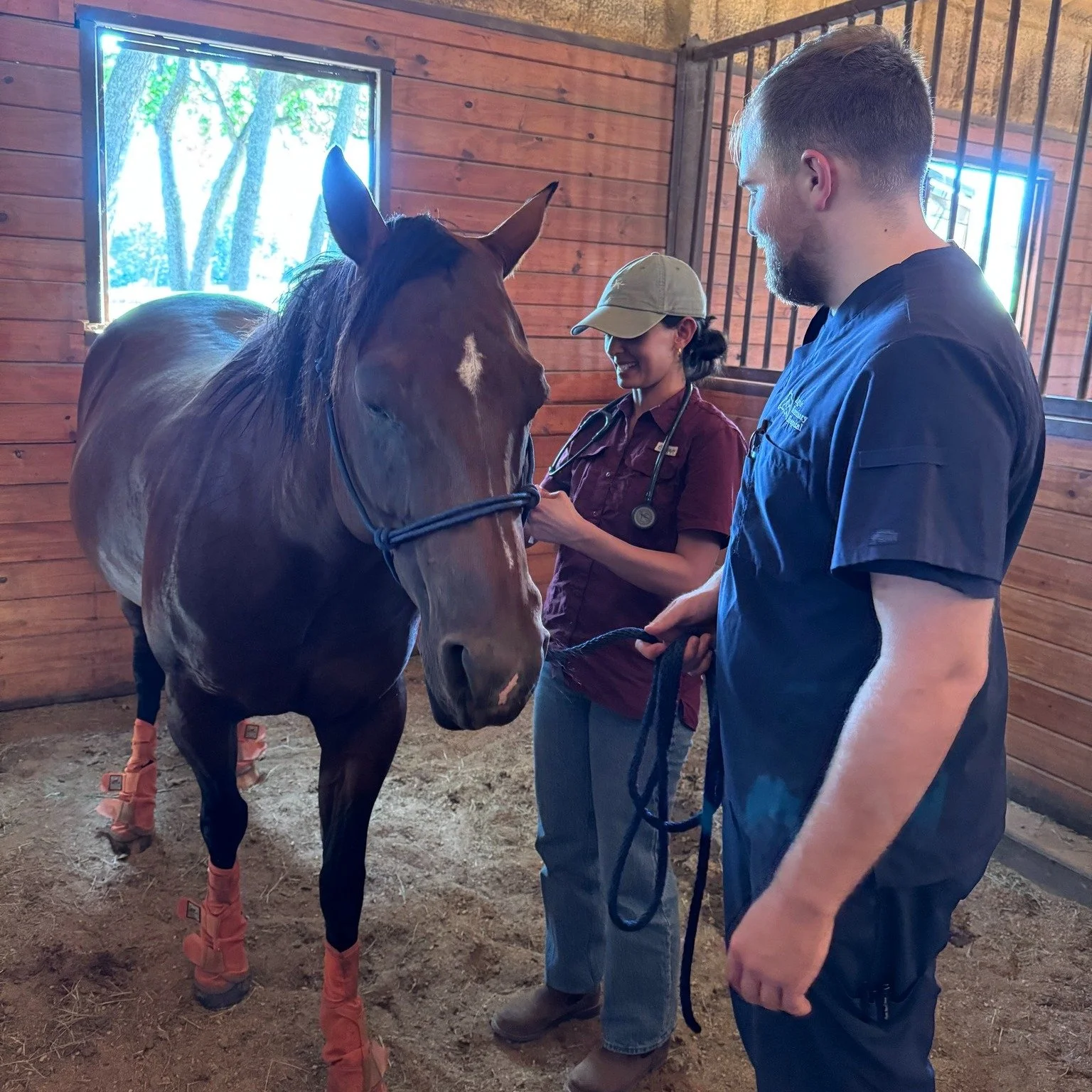 π΄ When a Horse Refuses to Eat, It’s Not Just Picky Eating
This weekend, Bee gave us quite a scare. Horses are grazers by nature, eating nearly all day long, so when I walked into the barn Saturday morning and saw her standing in the corner wi