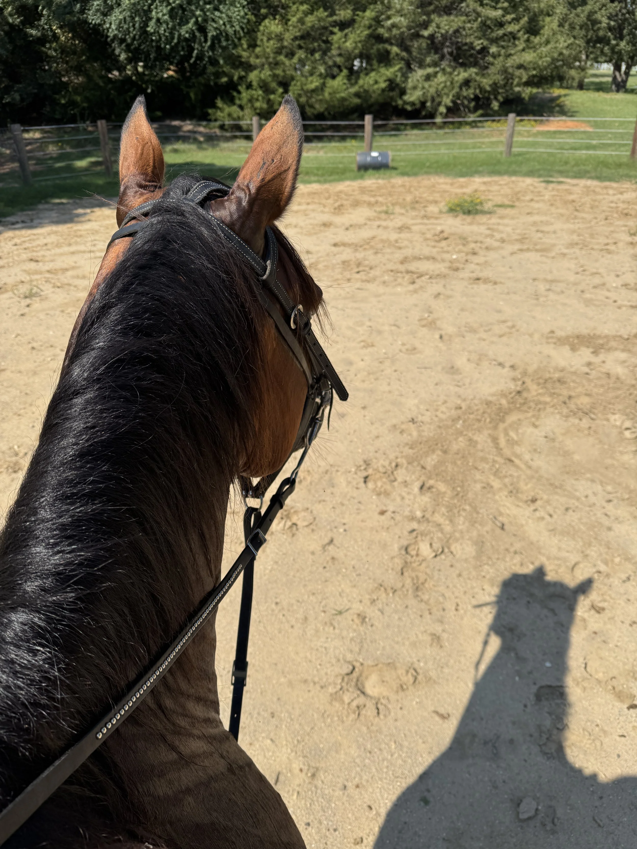 September 19, 2025: Summer Sores and Starting New Groundwork with Bee