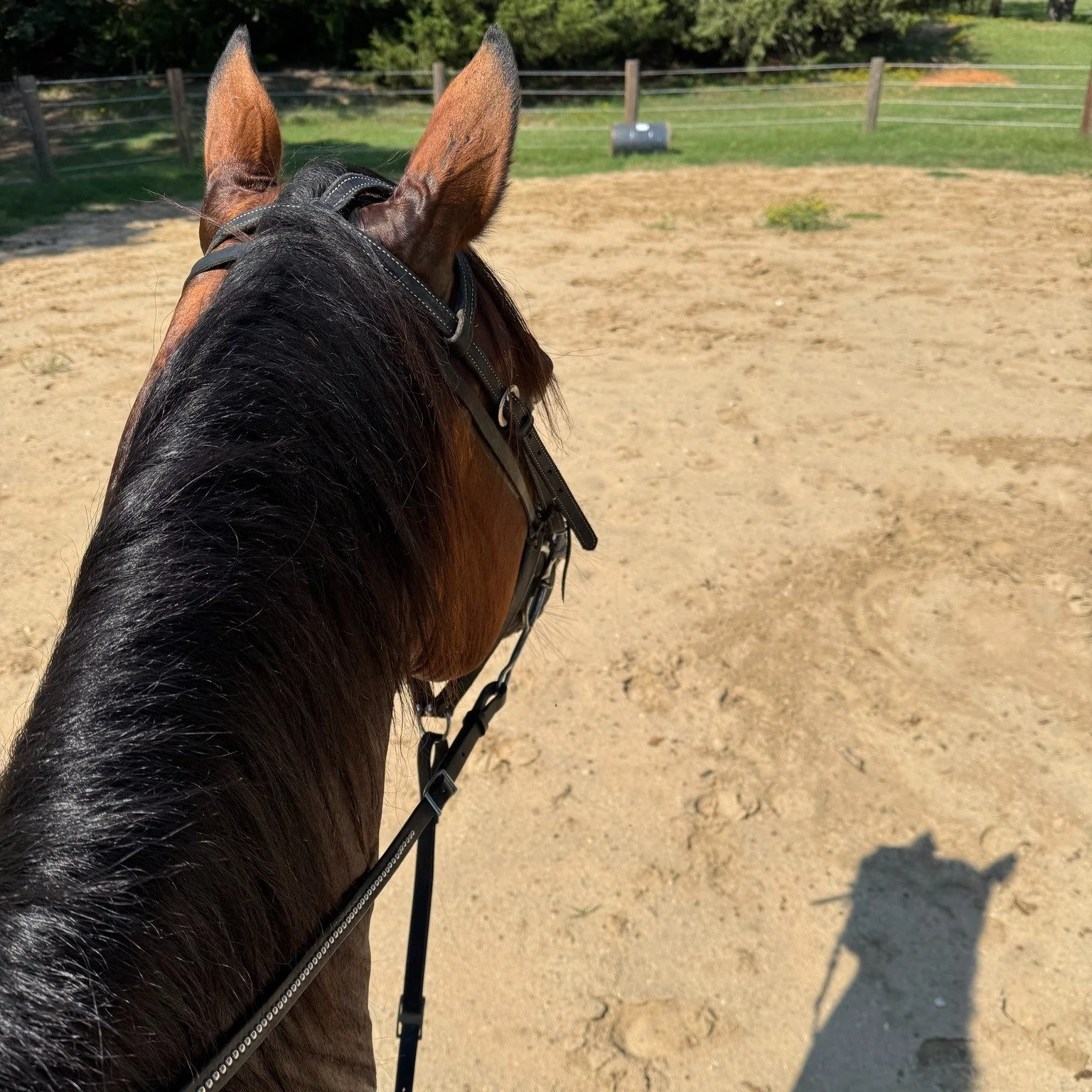 π΄ Bee keeps me humble.
What I thought was going to be a relaxing spa day for her turned into a crash course in something I had never dealt with before… summer sores. π€’ Of course it had to be gross, because horses always know how to keep us