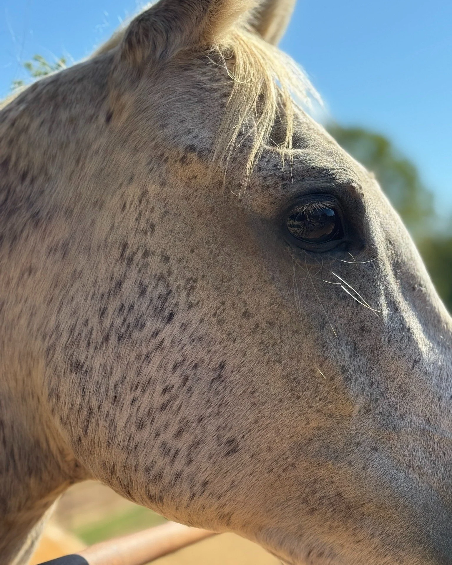 Buckle up, friends — this week’s Buzz is a long one. Between Bee’s training wins, herd drama, new horses, and some rodeo highlights, there’s plenty to share. So grab a warm beverage and settle in.
Bee impressed us on a couple