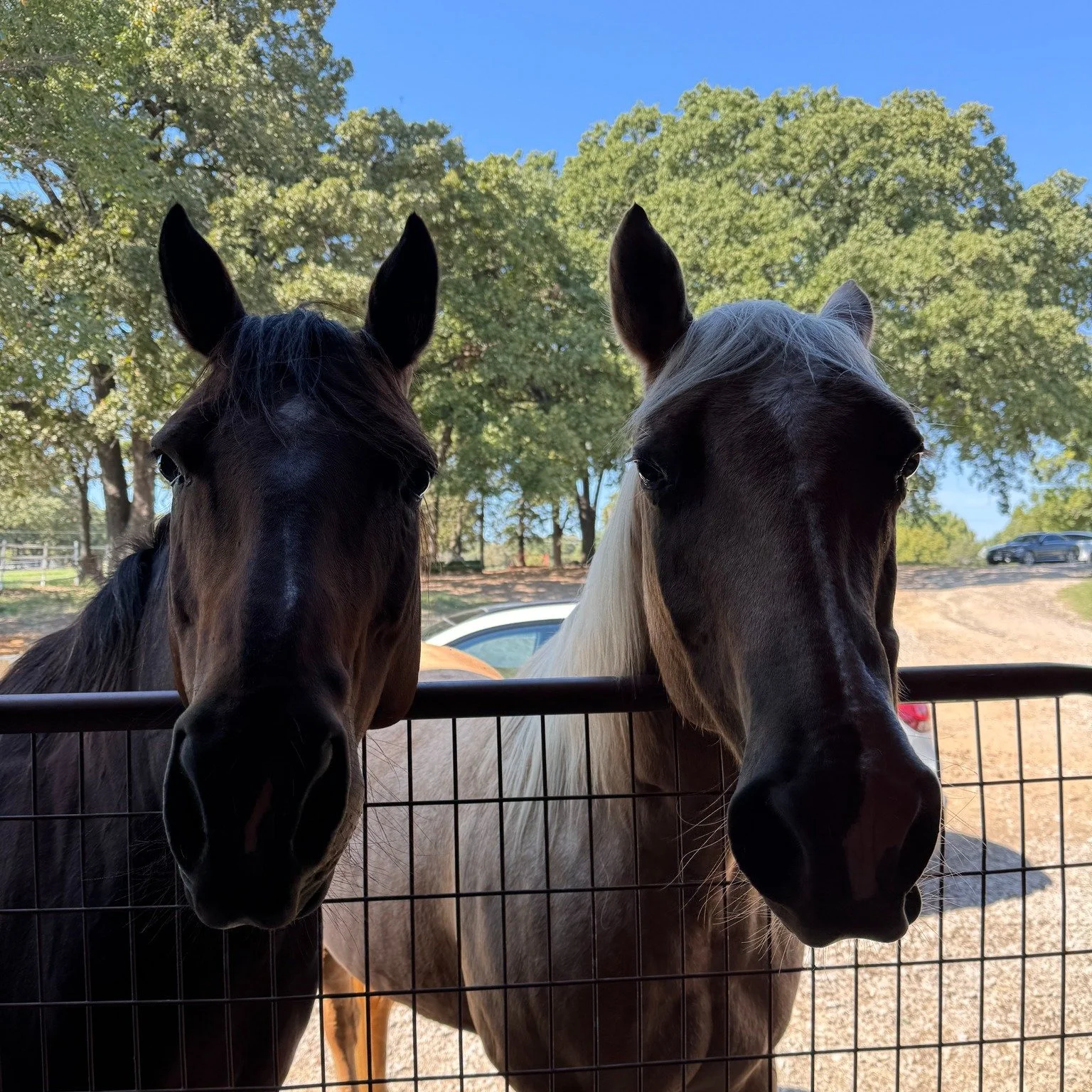 The mornings are in the 60s, afternoons in the 80s, and there’s a breeze in Texas! ππ΄ Bee and I have been taking full advantage—heading out on off-property rides with her buddy Calvin, walking through neighborhoods, and working on her p
