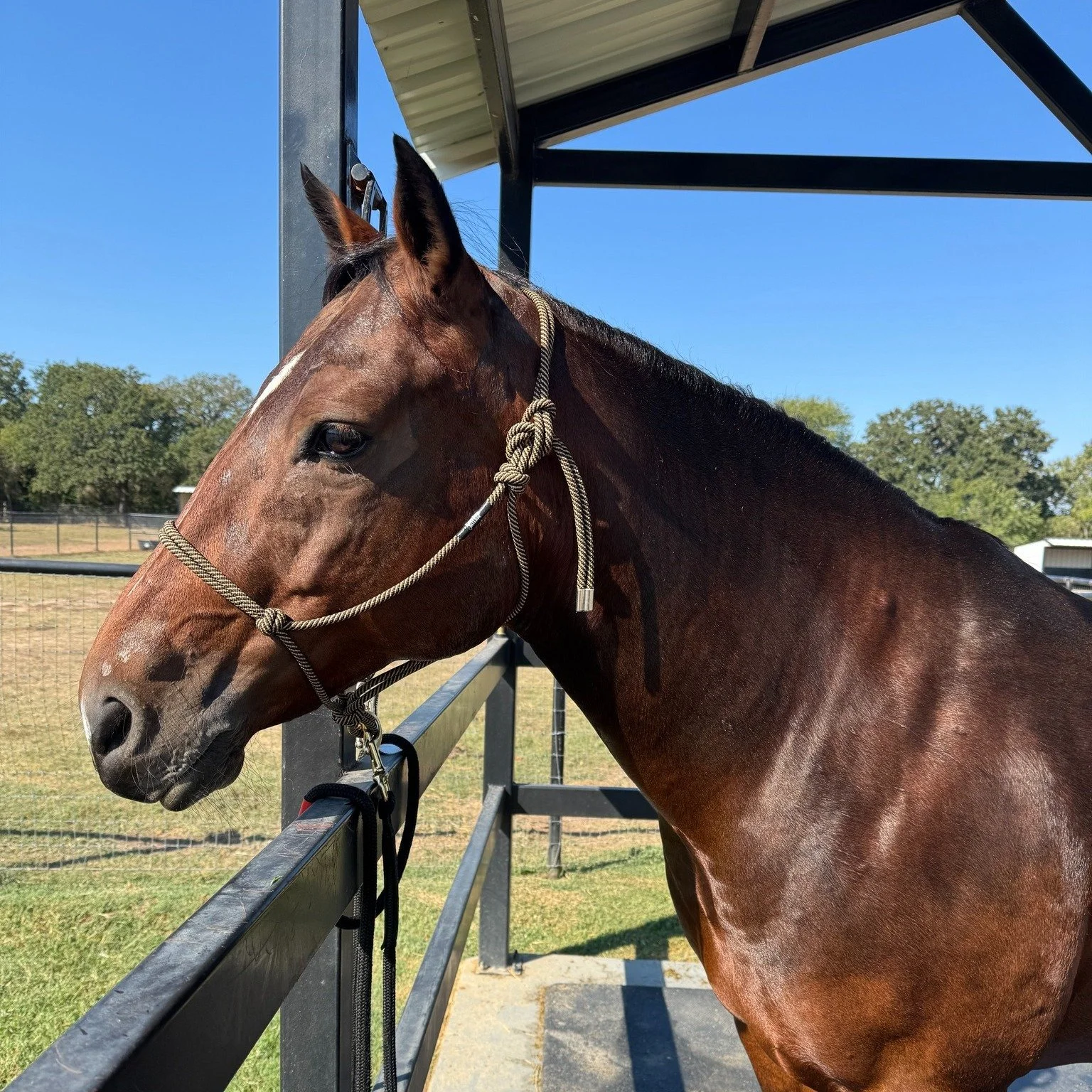 🐝 New Barn, New Lessons, Same Queen Bee.
Bee’s first day at Equine Obsession in Argyle, TX was one for the books. She met the mares (some friendly, some “mare-ish”), caught the geldings’ attention with her best strut, and ma