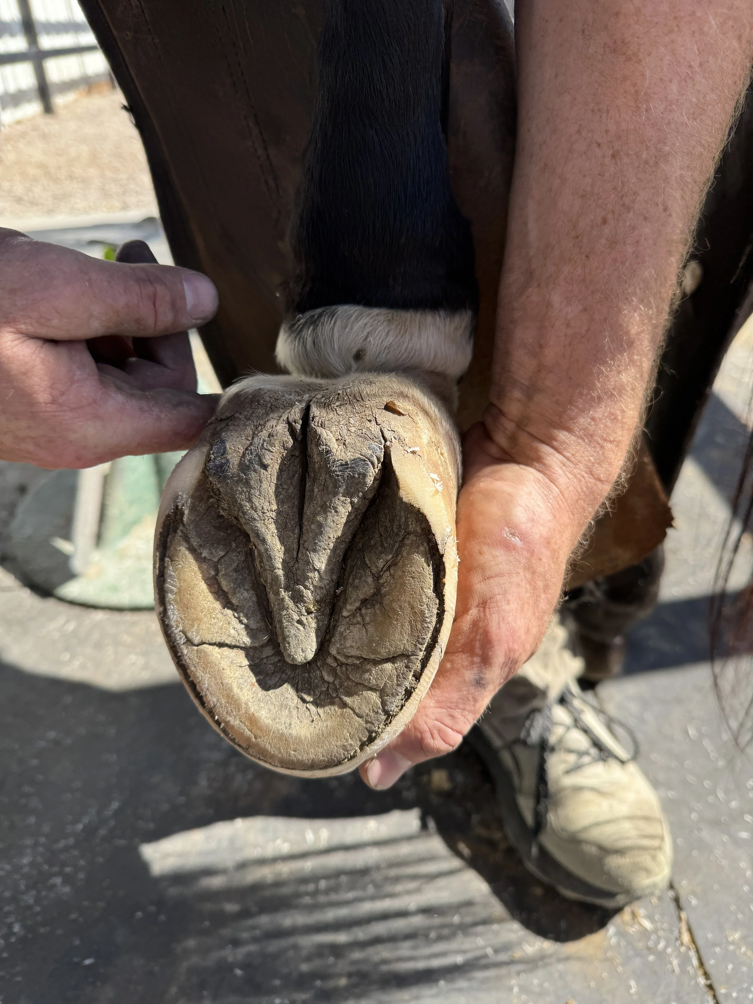 Super healthy back hoof and frog