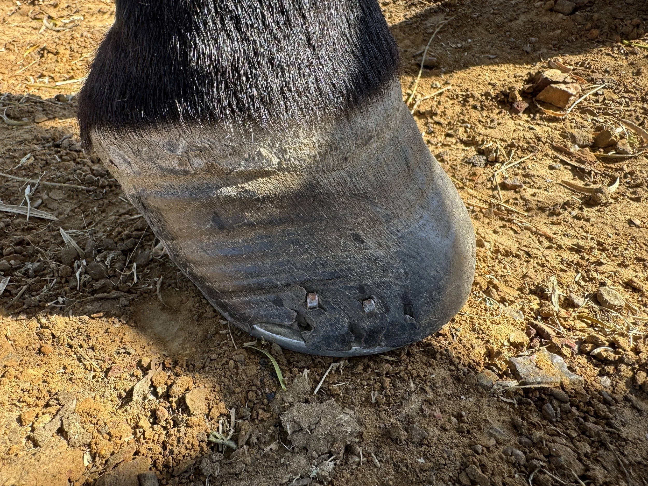 Front right hoof "before"